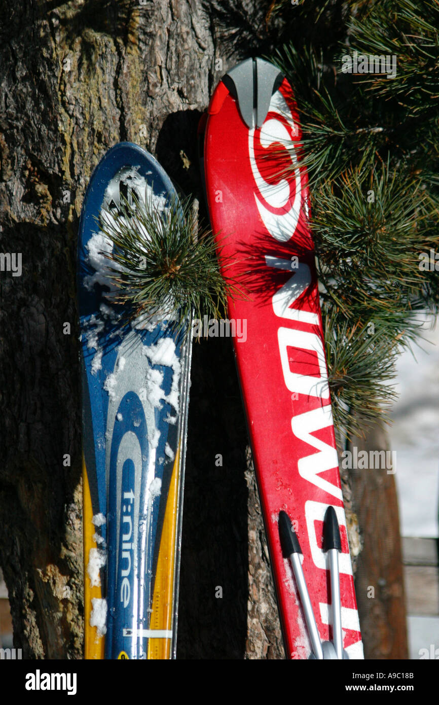 Carving skis leaning against a pine tree Stock Photo