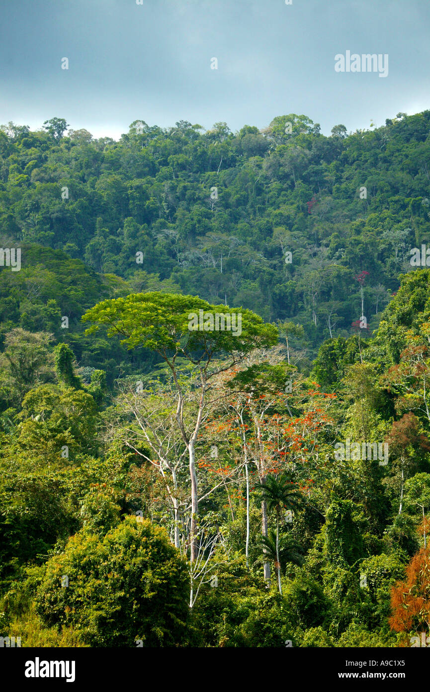 Dense rainforest in the Pirre valley near Cana field station in Darien national park, Darien province, Republic of Panama. Stock Photo