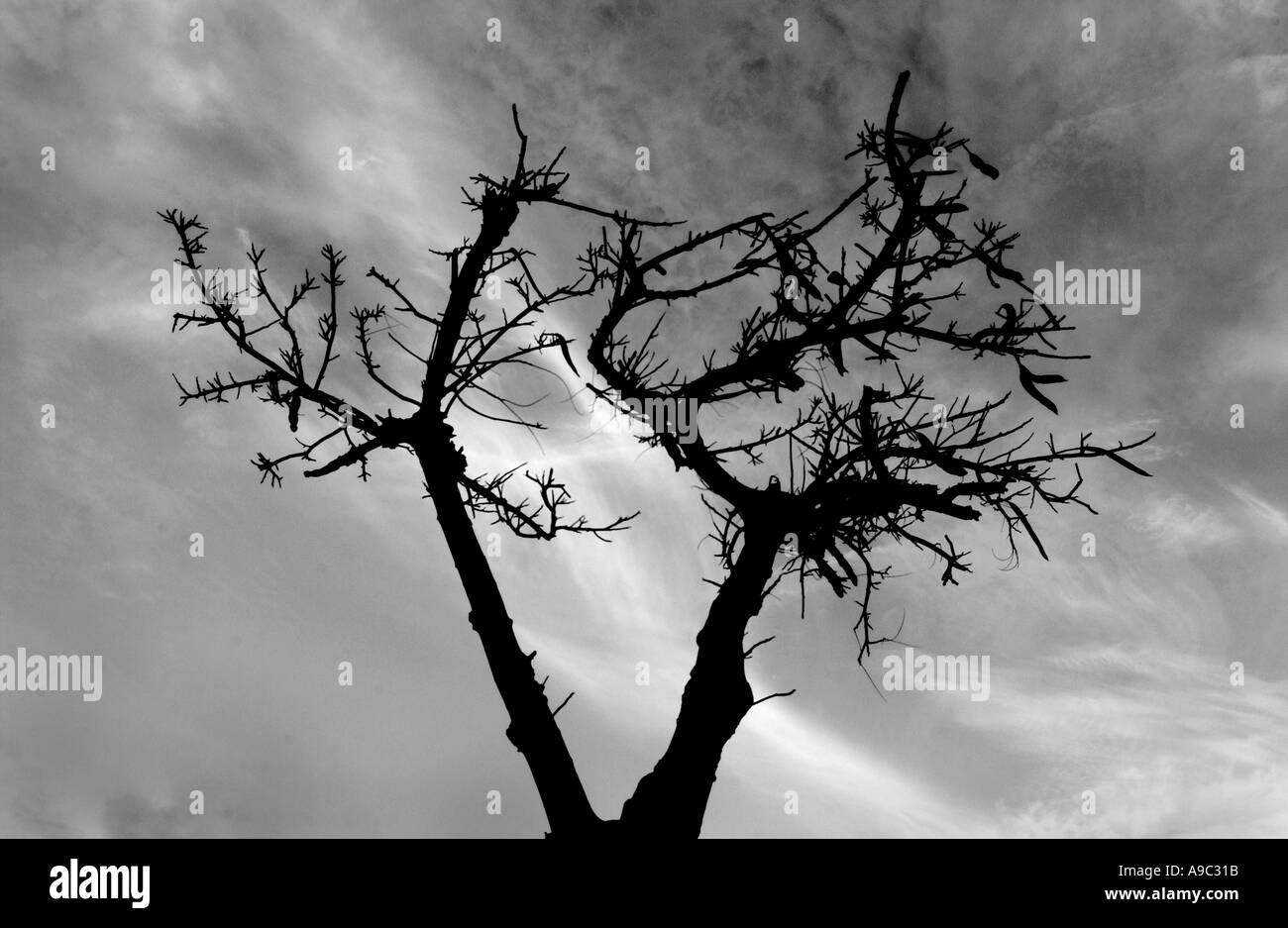 Black and white horizontal abstract image of dead tree silhouetted against sky with clouds Stock Photo