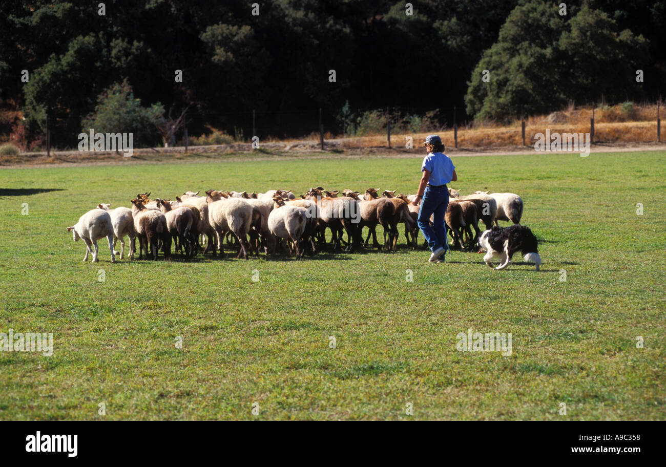Sheep Herding Trial in Northern California female handler Border Collie dog Stock Photo