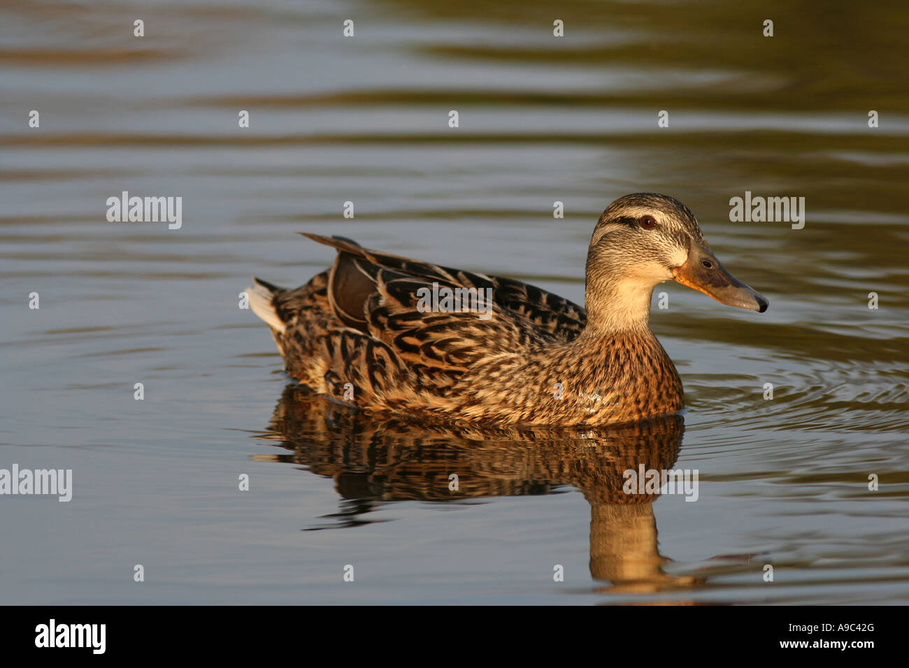 Female mallard duck Stock Photo - Alamy