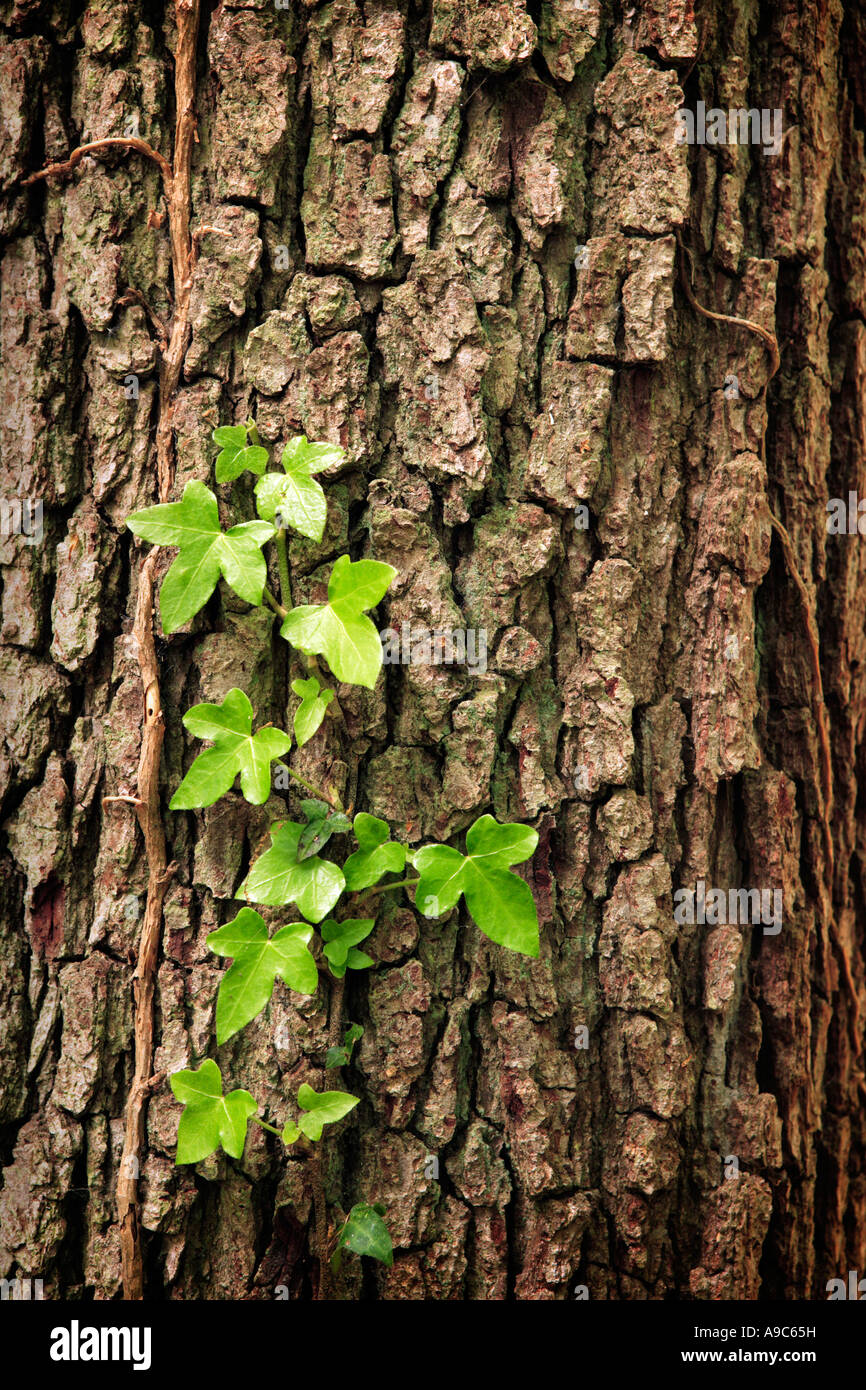 Ivy Growing up Tree Bark Stock Photo