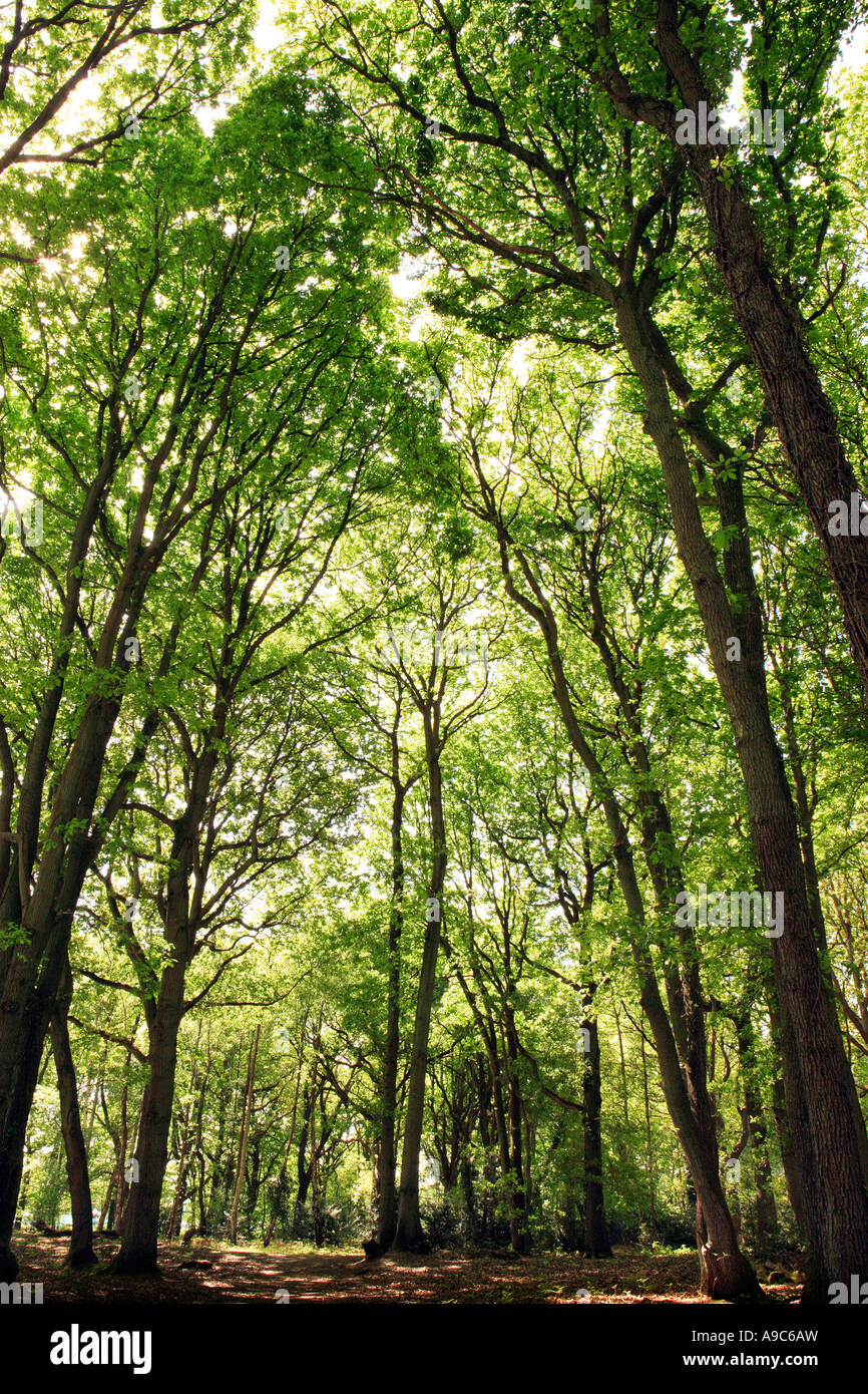 Canopy shaded hi-res stock photography and images - Alamy