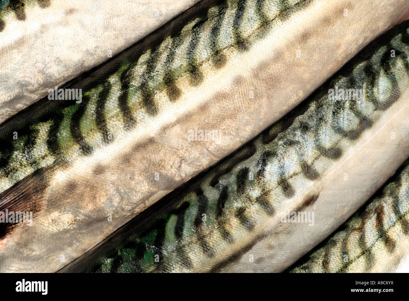 Mackerel Fish Skin Stock Photo Alamy