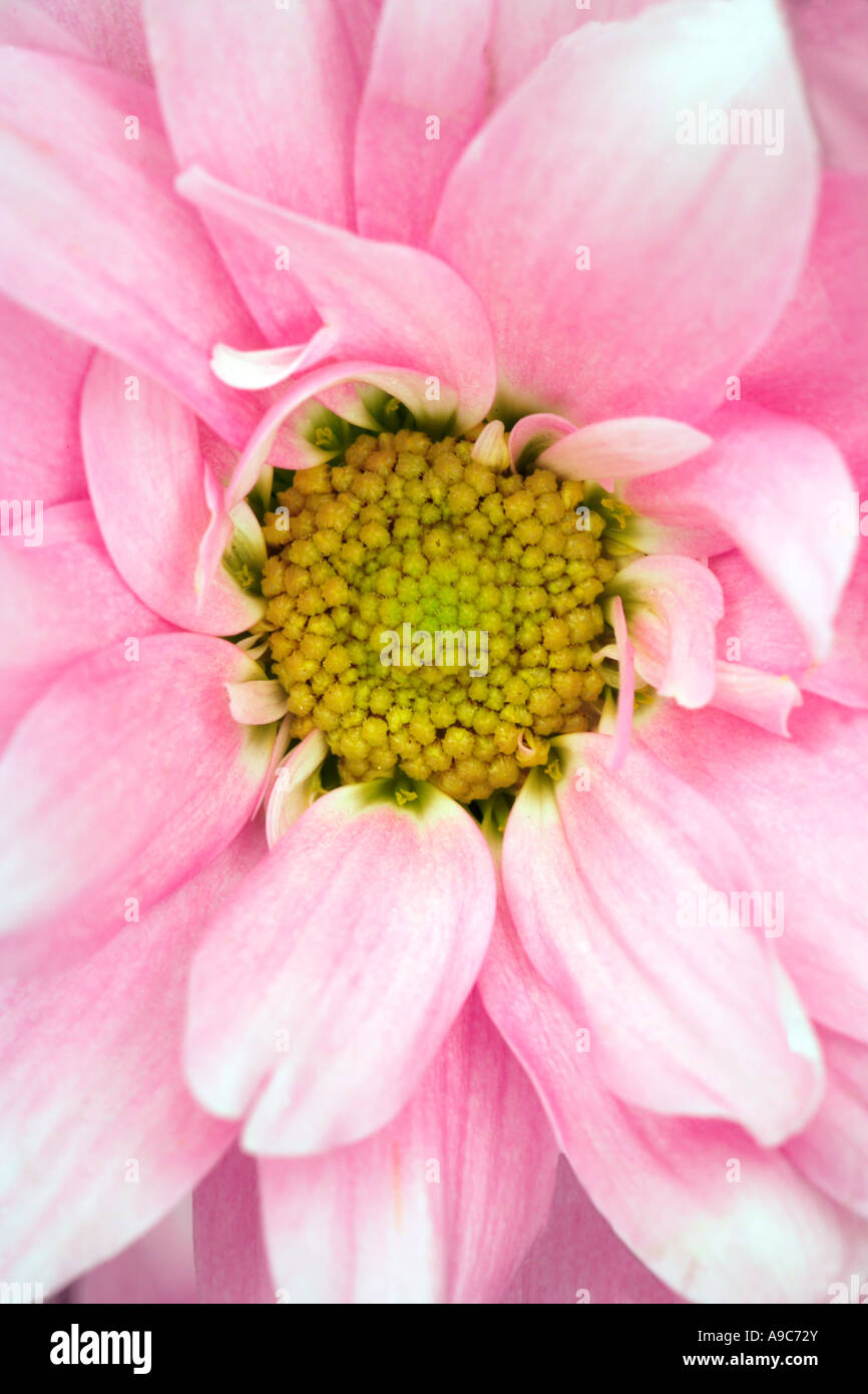Pink Dahlia Close Up Stock Photo - Alamy
