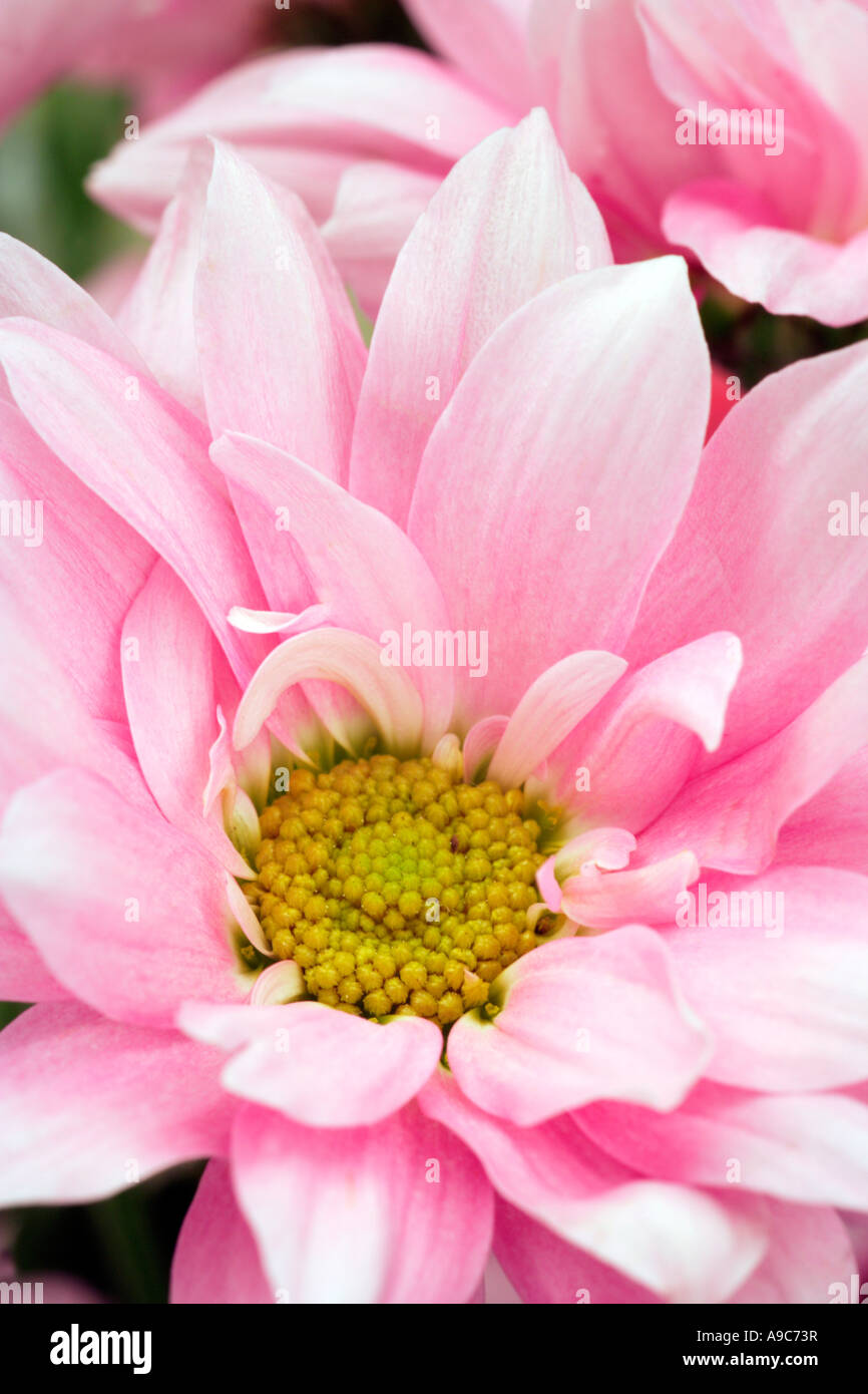 Pink Dahlia Close Up Stock Photo - Alamy