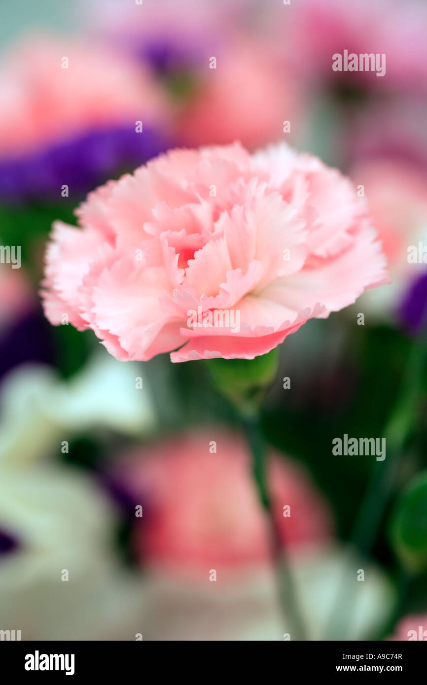 Pink Carnation in Bouquet Stock Photo