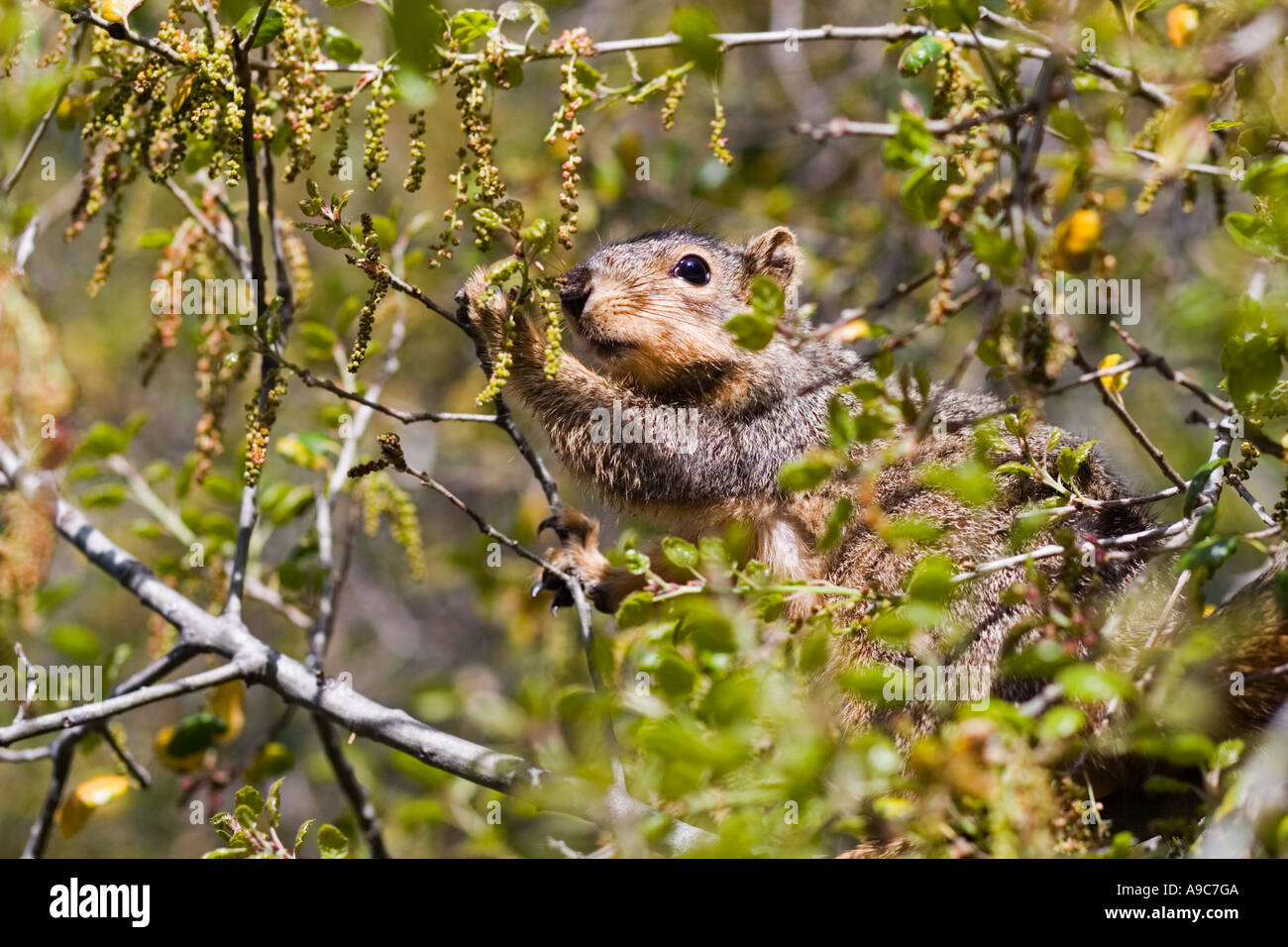 Fox Squirrel In Tree Stock Photo