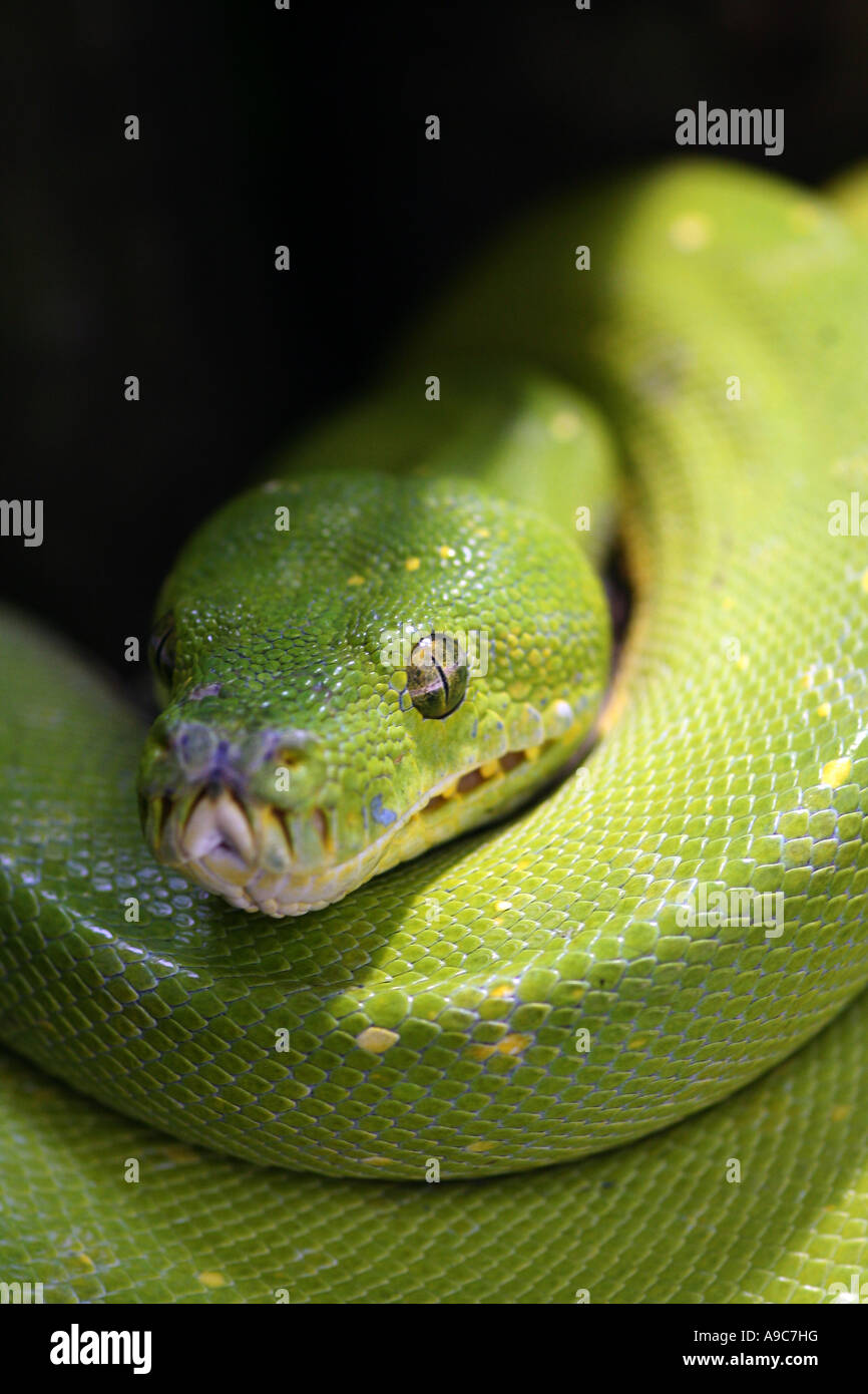 Green tree python Stock Photo - Alamy