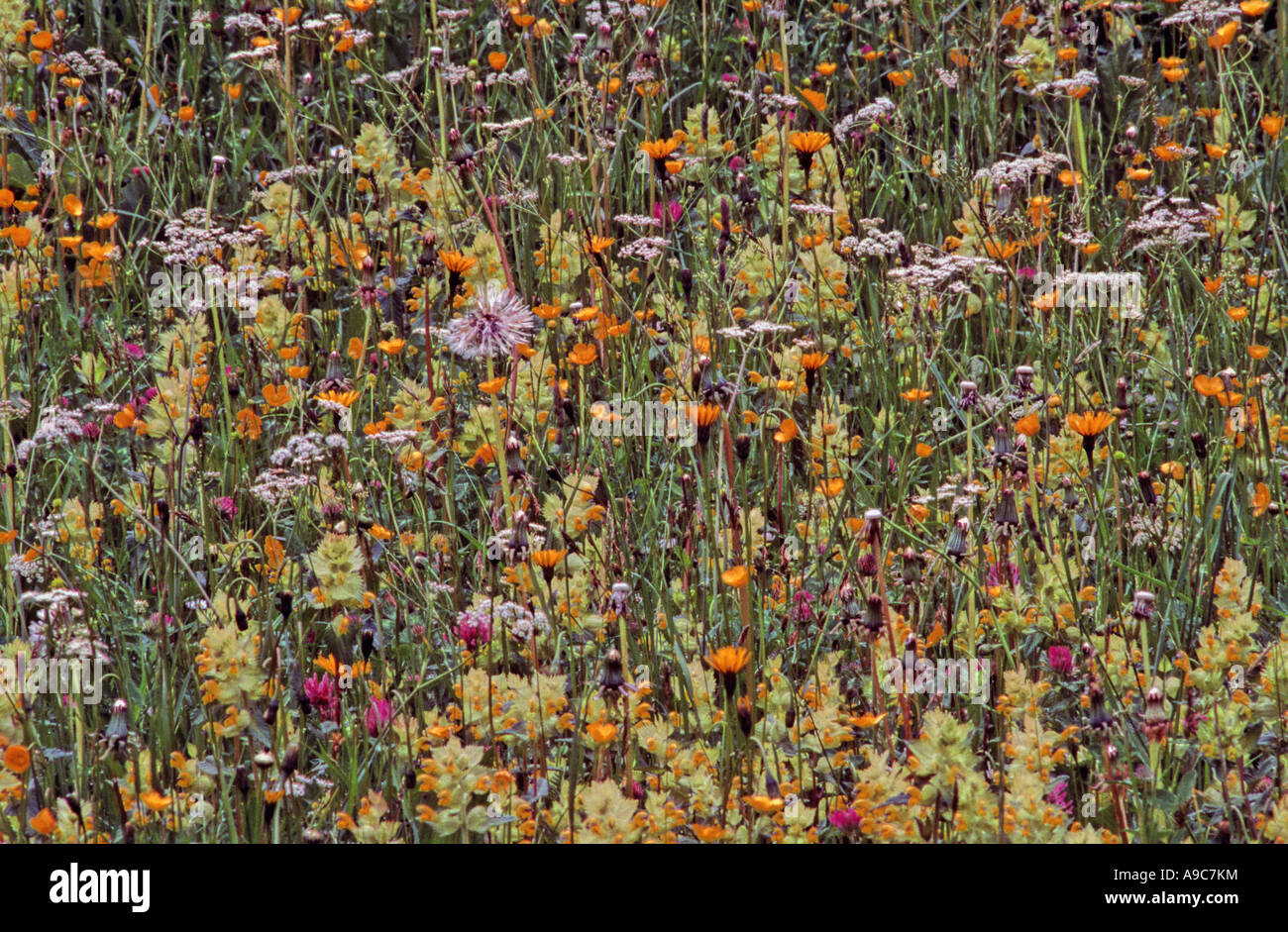 Flowers in meadow Stock Photo