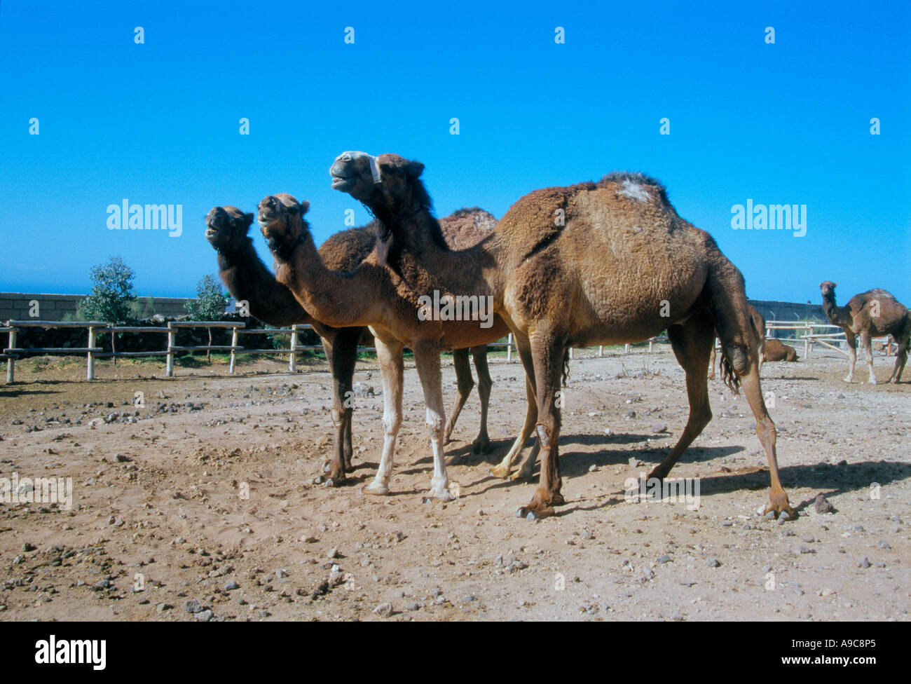 Camel park tenerife hi-res stock photography and images - Alamy