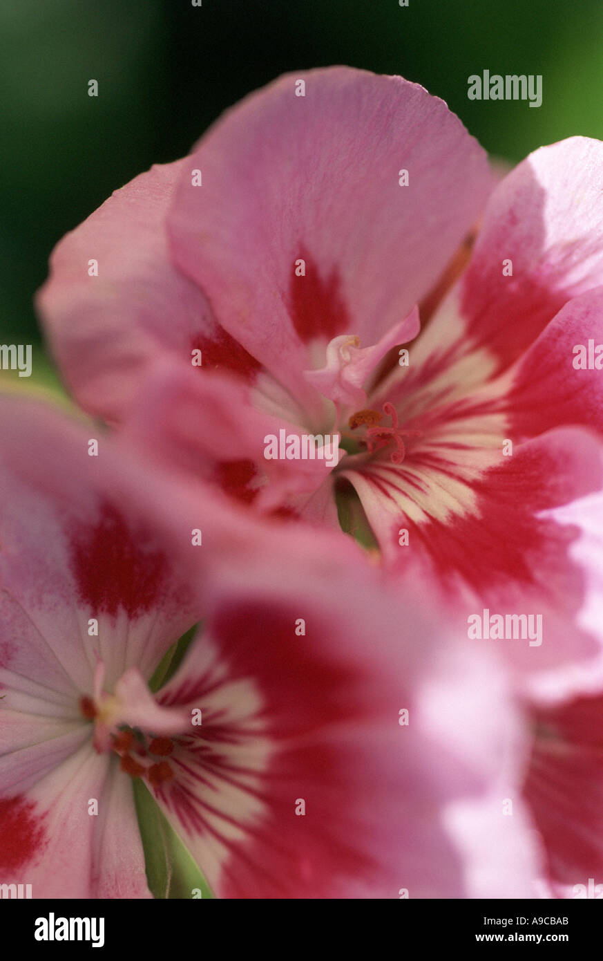Flower 013 hi-res stock photography and images - Alamy