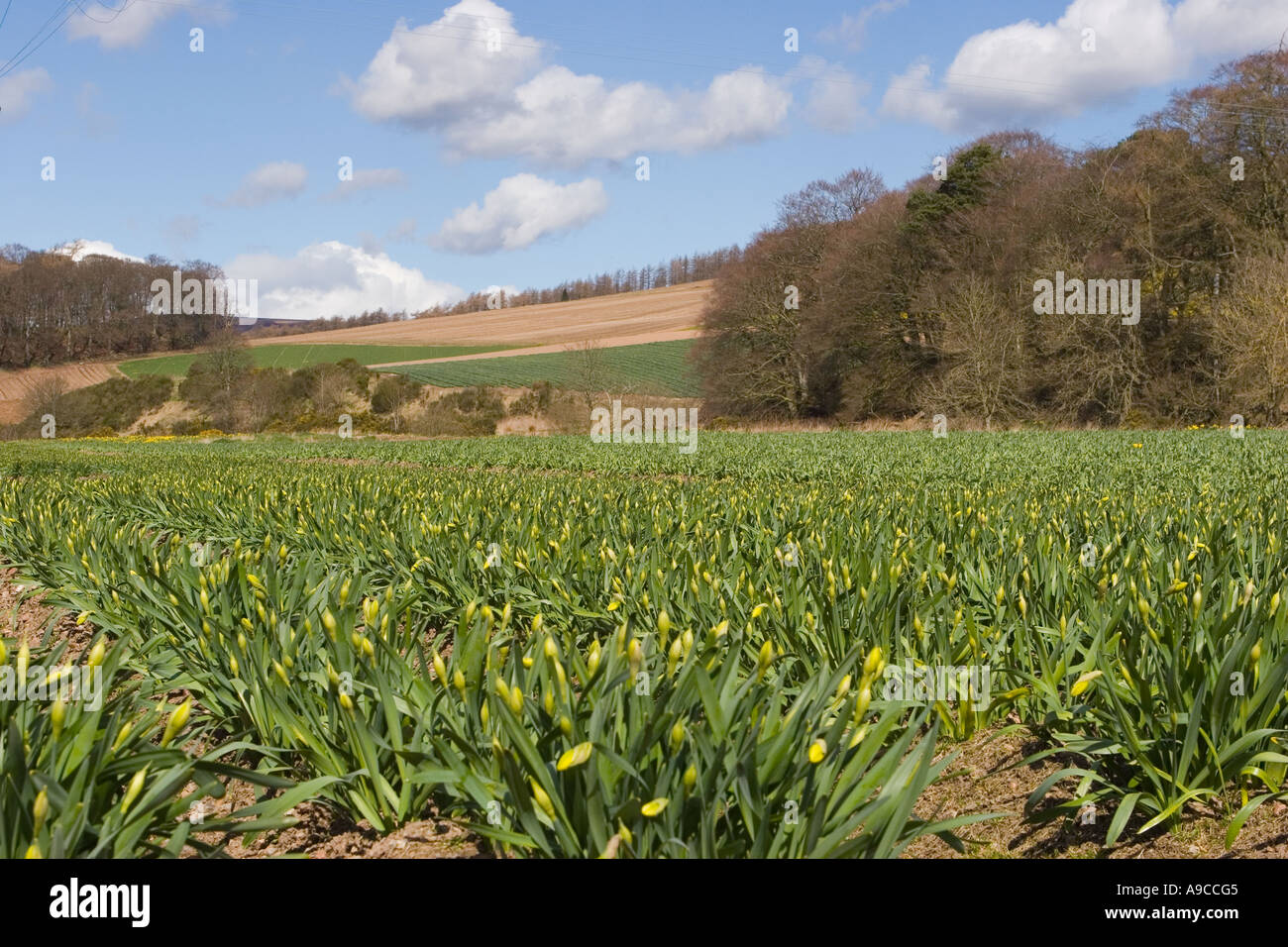 Commercial daffodil growing farming rows hires stock photography and