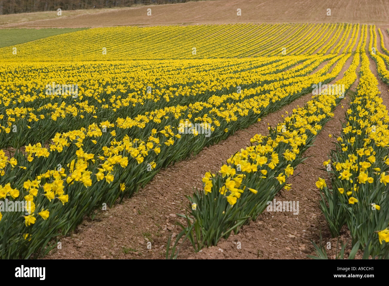 Commercial daffodil growing farming rows hires stock photography and