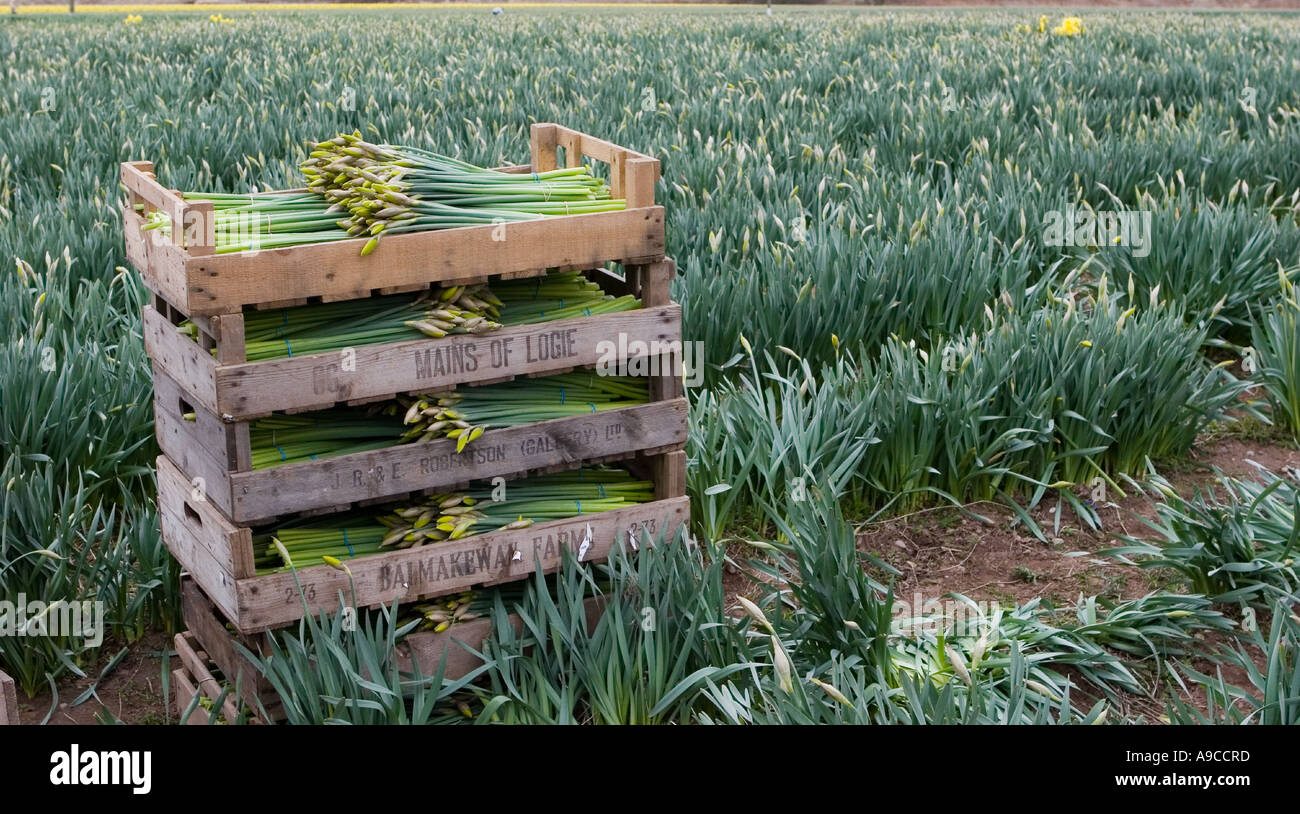 Crates of Commercial picked daffodils growing and farming rows of ...