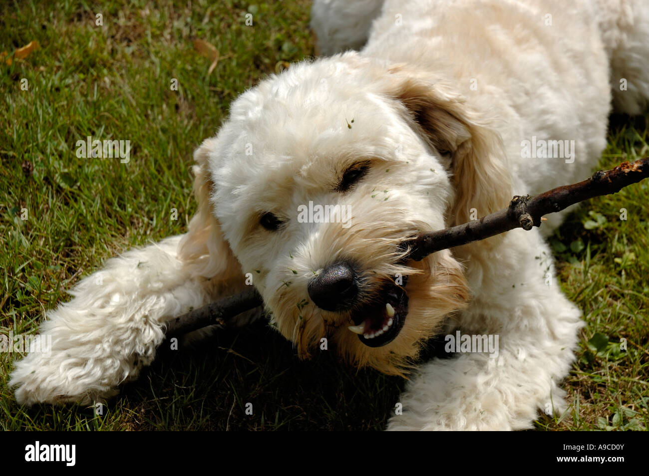 White terrier lying on lawn with a stick in mouth. Stock Photo