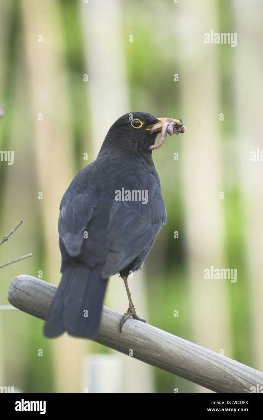 Blackbird turdus merula adult male with worms perched on garden implement Norfolk Uk May Stock Photo