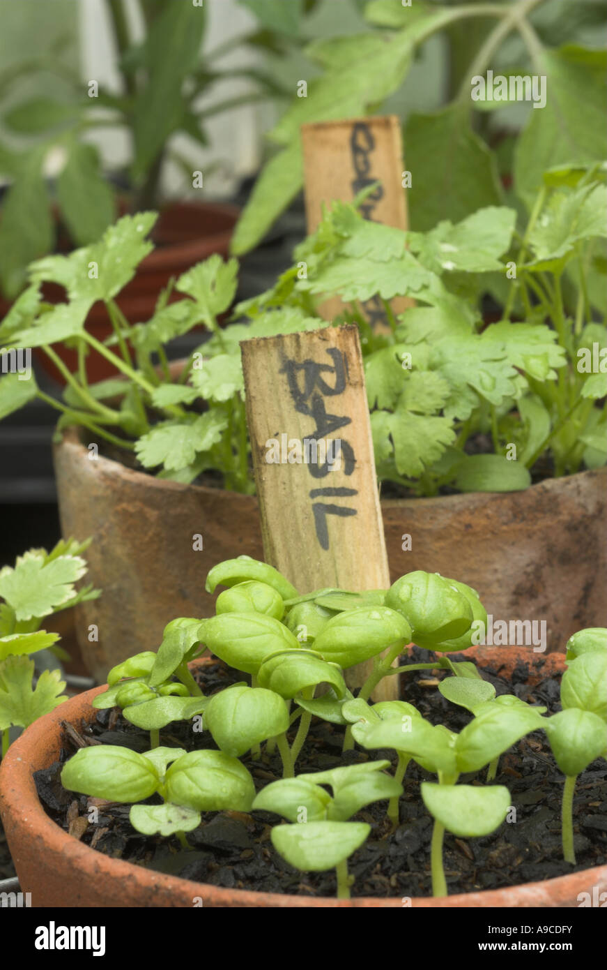 Basil and coriander seedlings in terracotta pots Stock Photo Alamy