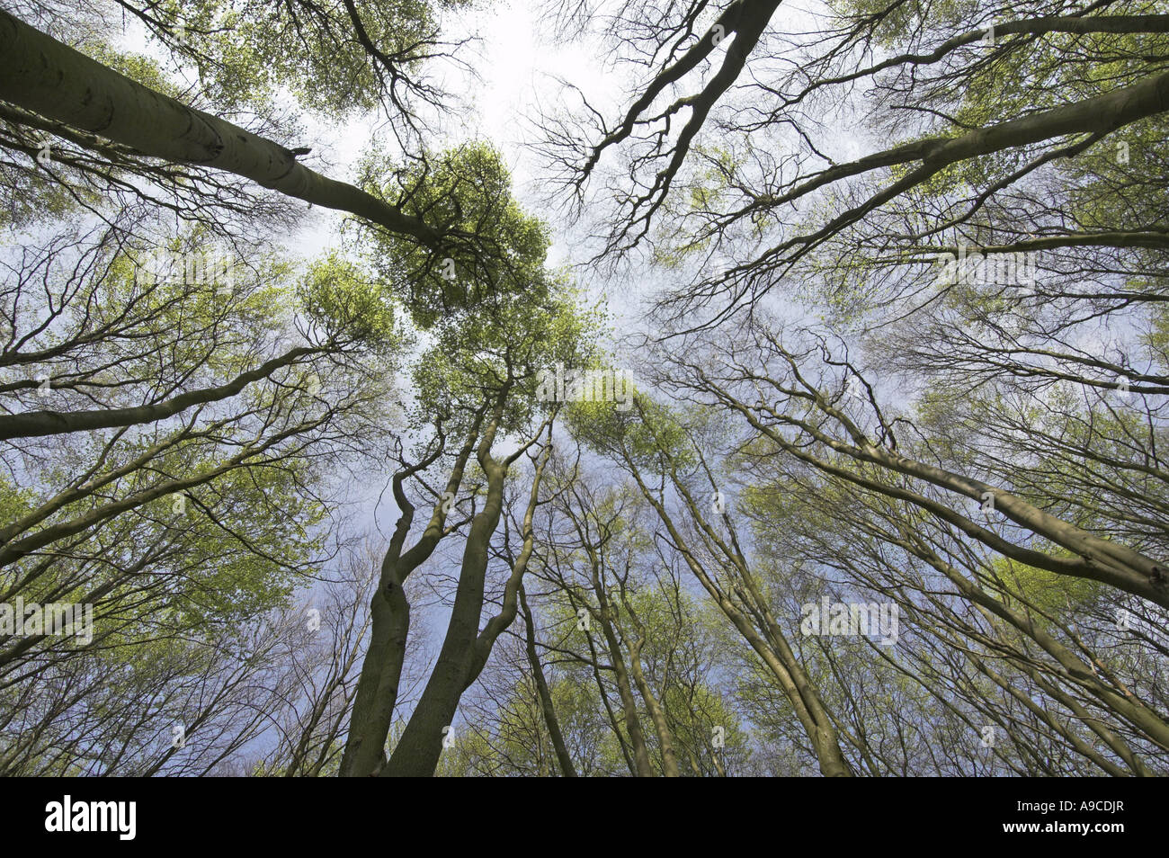 Beech fagus sylvatica canopy UK April Stock Photo