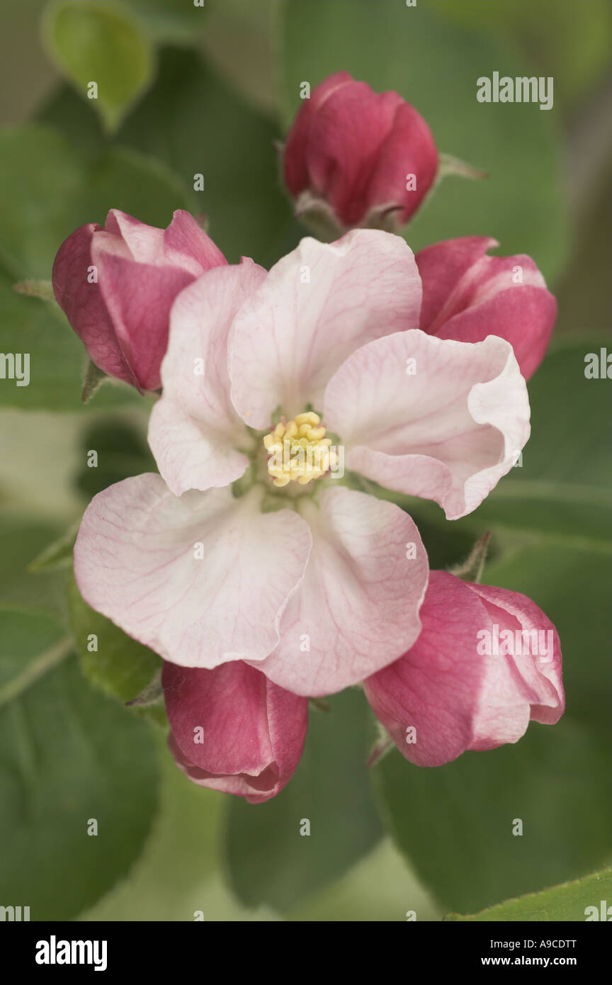 Blossom on bramley apple tree hi-res stock photography and images - Alamy