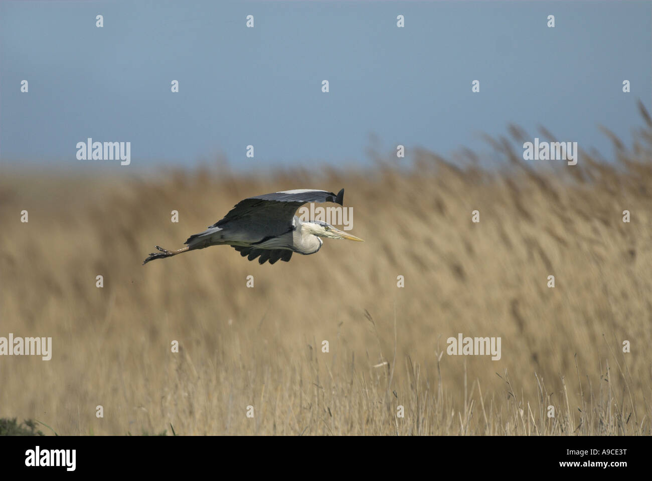 Grey Heron ardea cinerea in flight over coastal reed beds Norfolk UK April Stock Photo