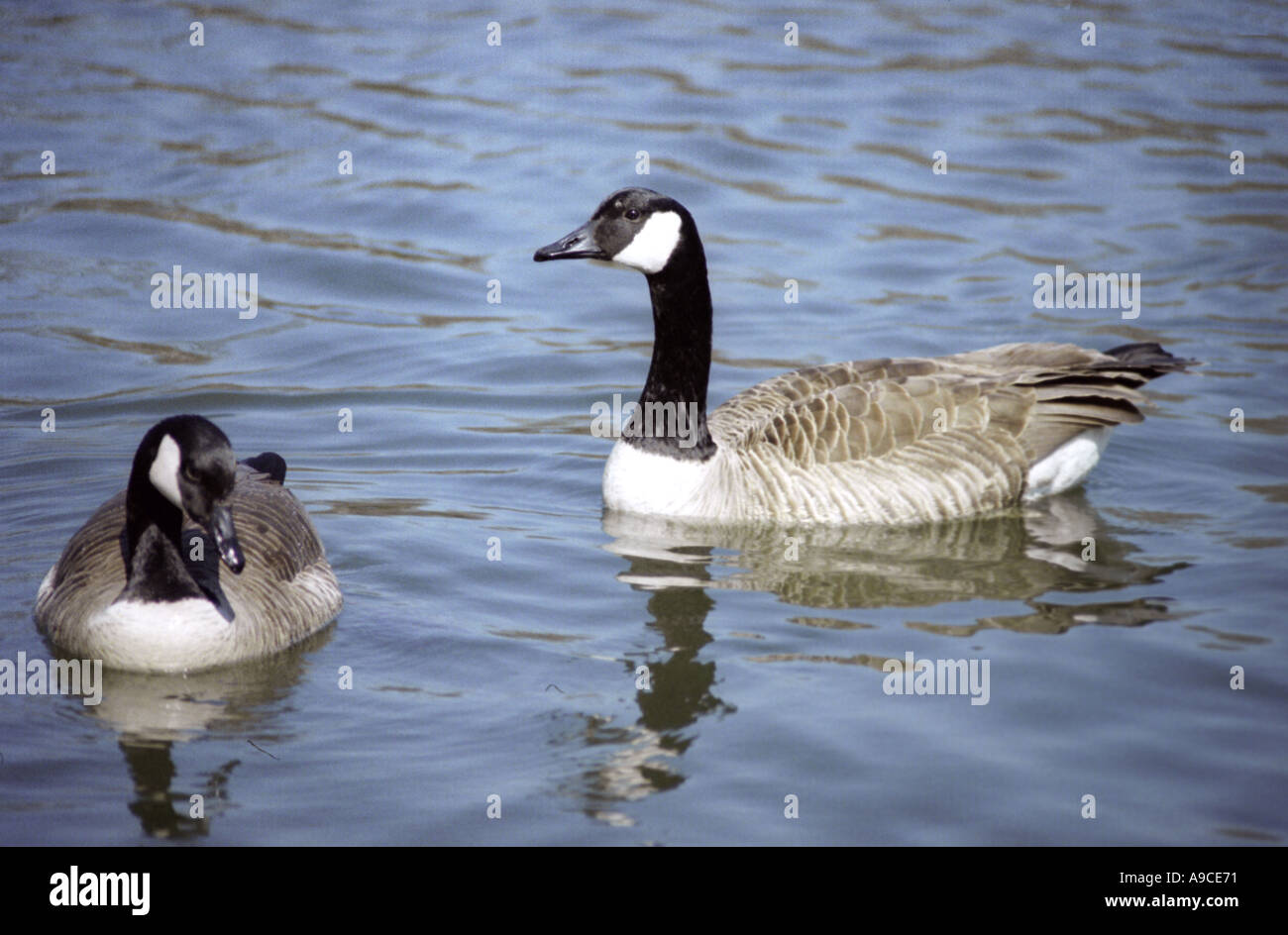 Canadian goose cleaning hires stock photography and images Alamy