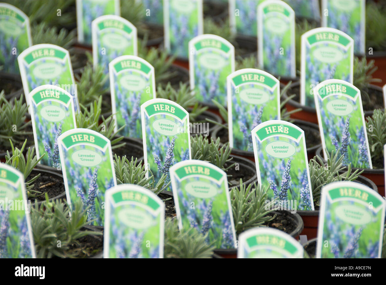 Large amounts of Herbs for sale in a garden Centre UK Stock Photo Alamy