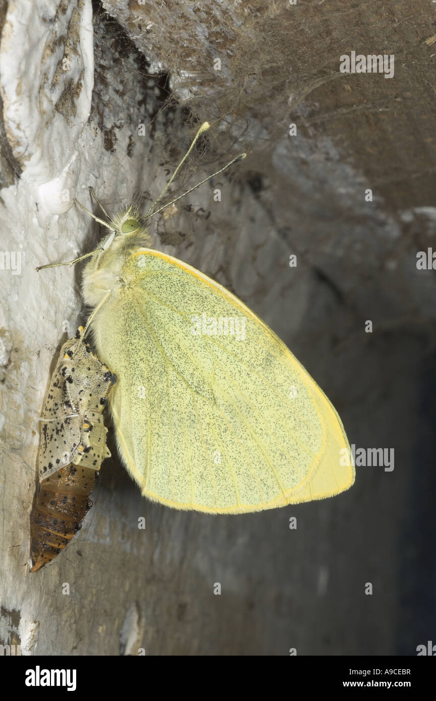 Large White Butterfly pieris brassicae freshly emerged from pupa in garden shed UK May Stock Photo