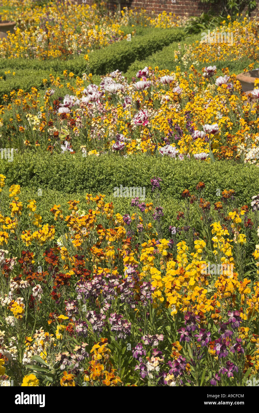 Wallflowers in a large garden border UK May Stock Photo Alamy