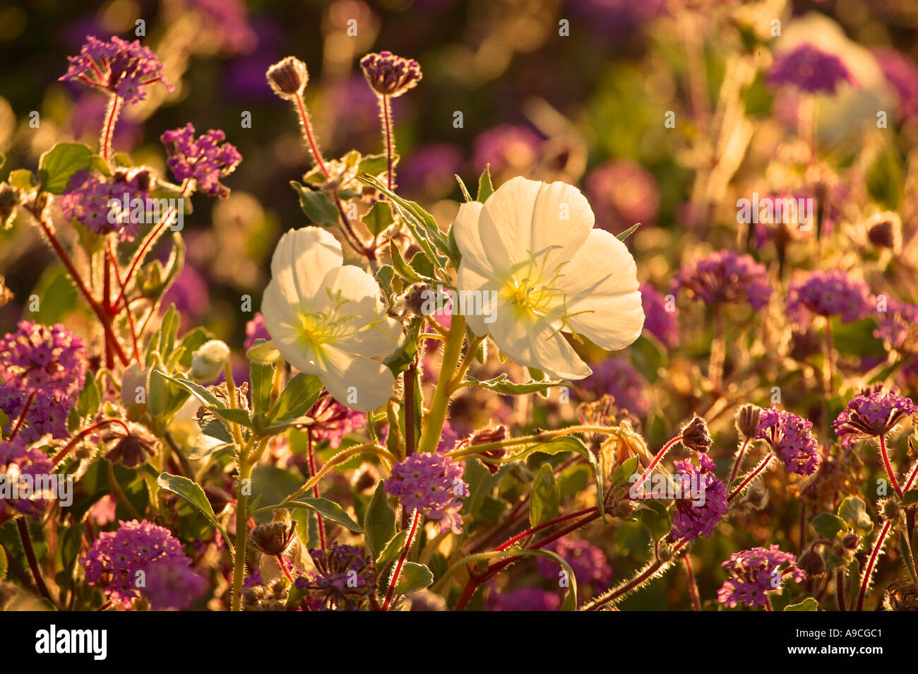 Sand Verbena Abronia villosa and Dune Evening Primrose Stock Photo Alamy