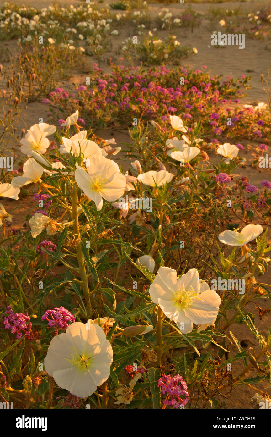 Sand Verbena Abronia villosa and Dune Evening Primrose Stock Photo Alamy