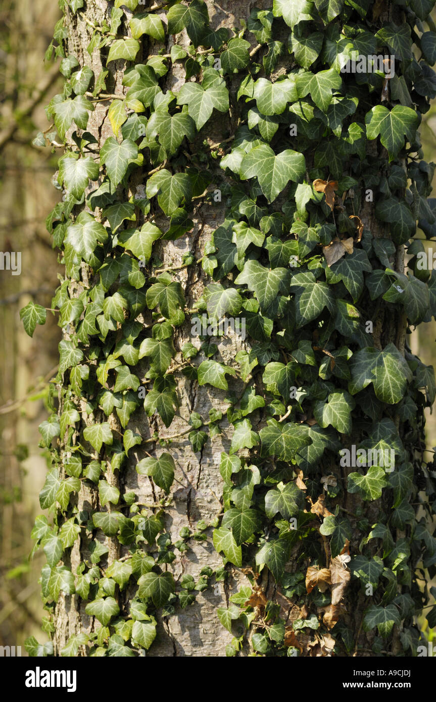 Ivy engulfed tree trunk Stock Photo - Alamy