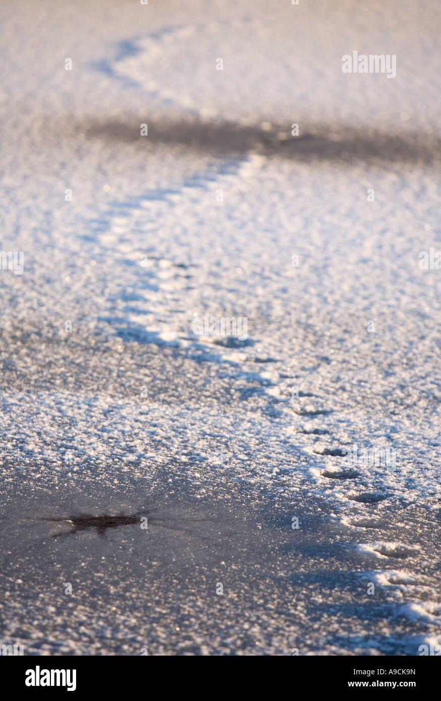 Cat trail frozen to the surface of new ice , Finland Stock Photo