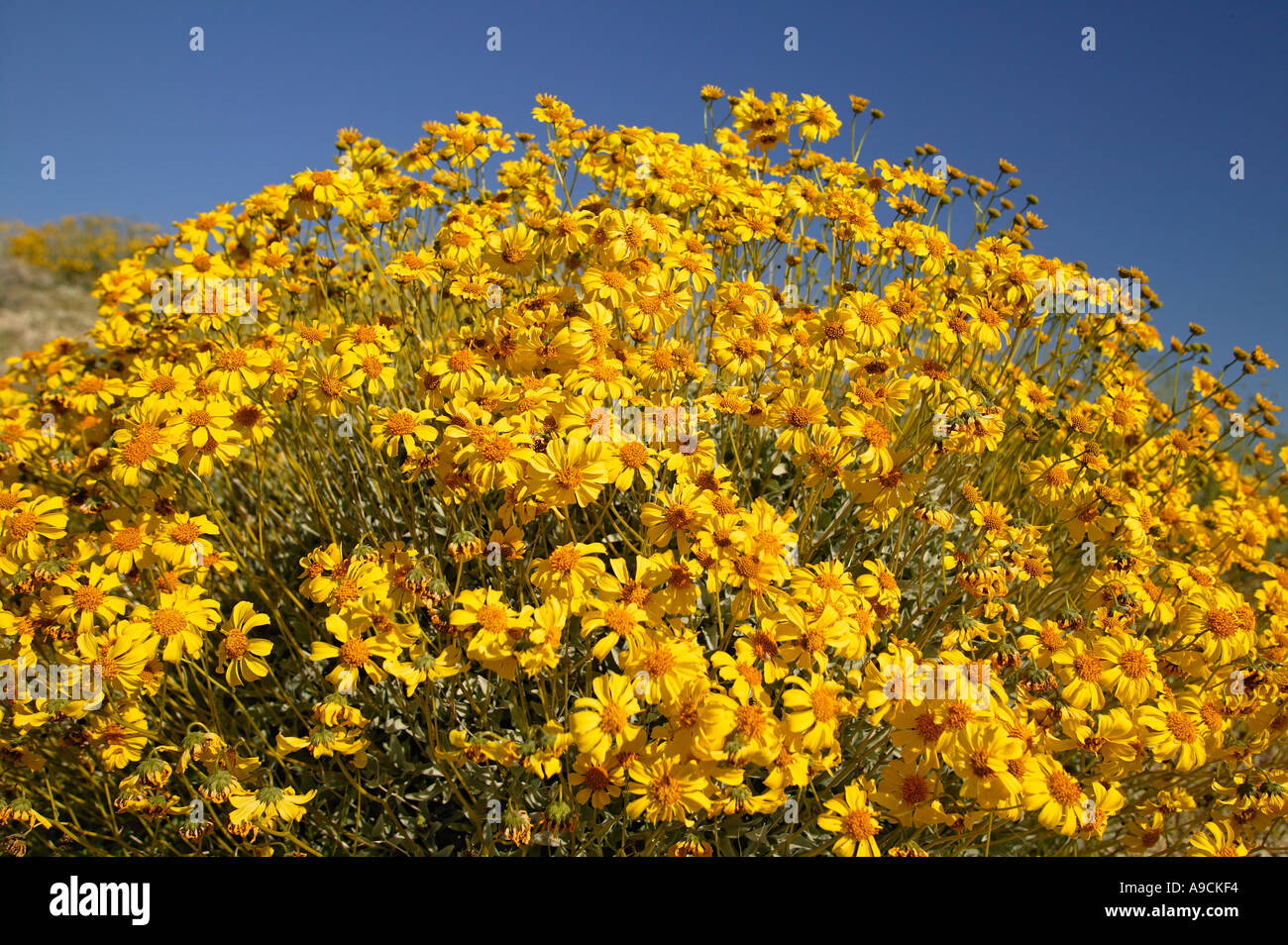 Brittlebush Encelia farinosa wildflowers along Christmas Tree Pass road