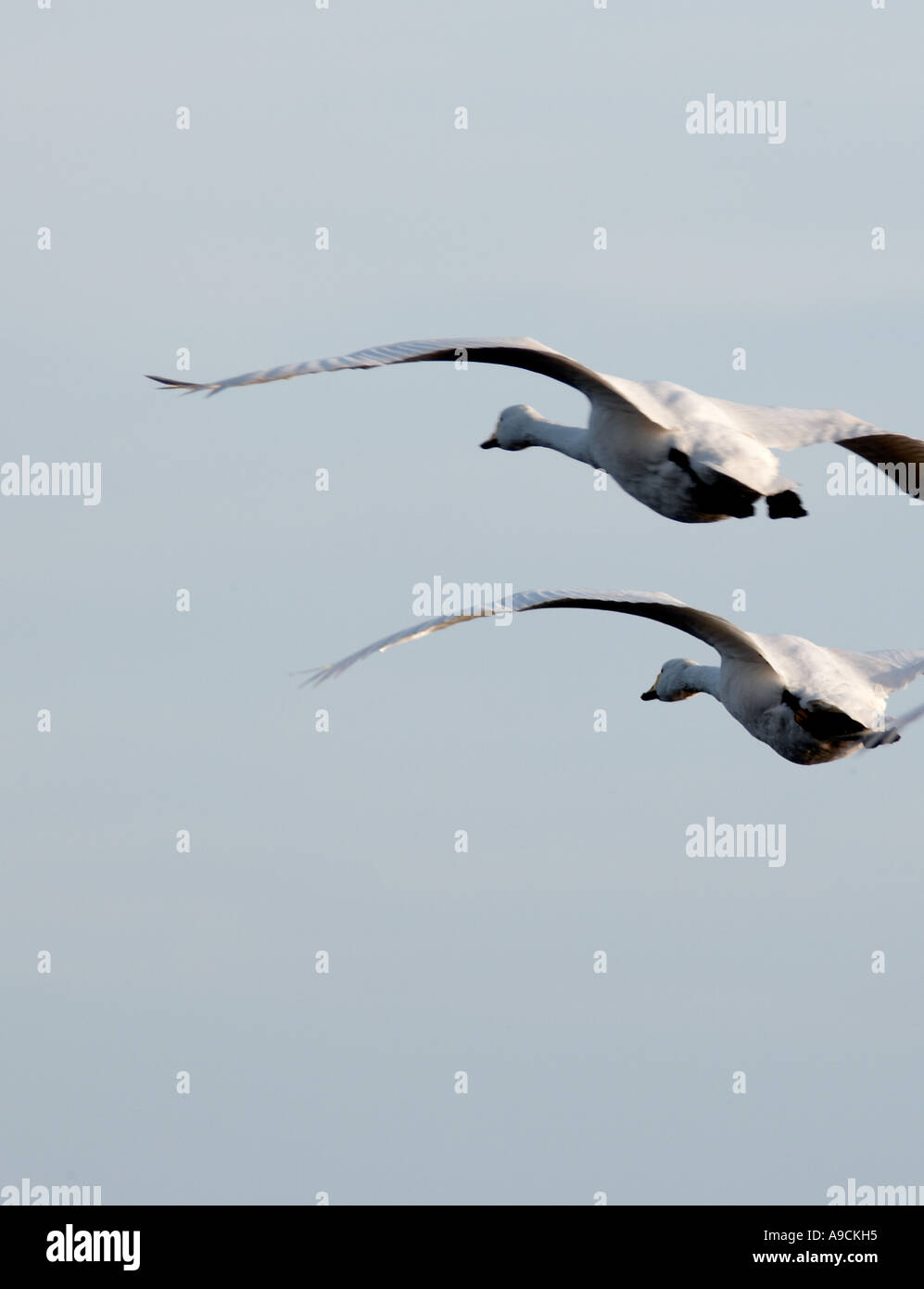 whooper swan in flight Stock Photo
