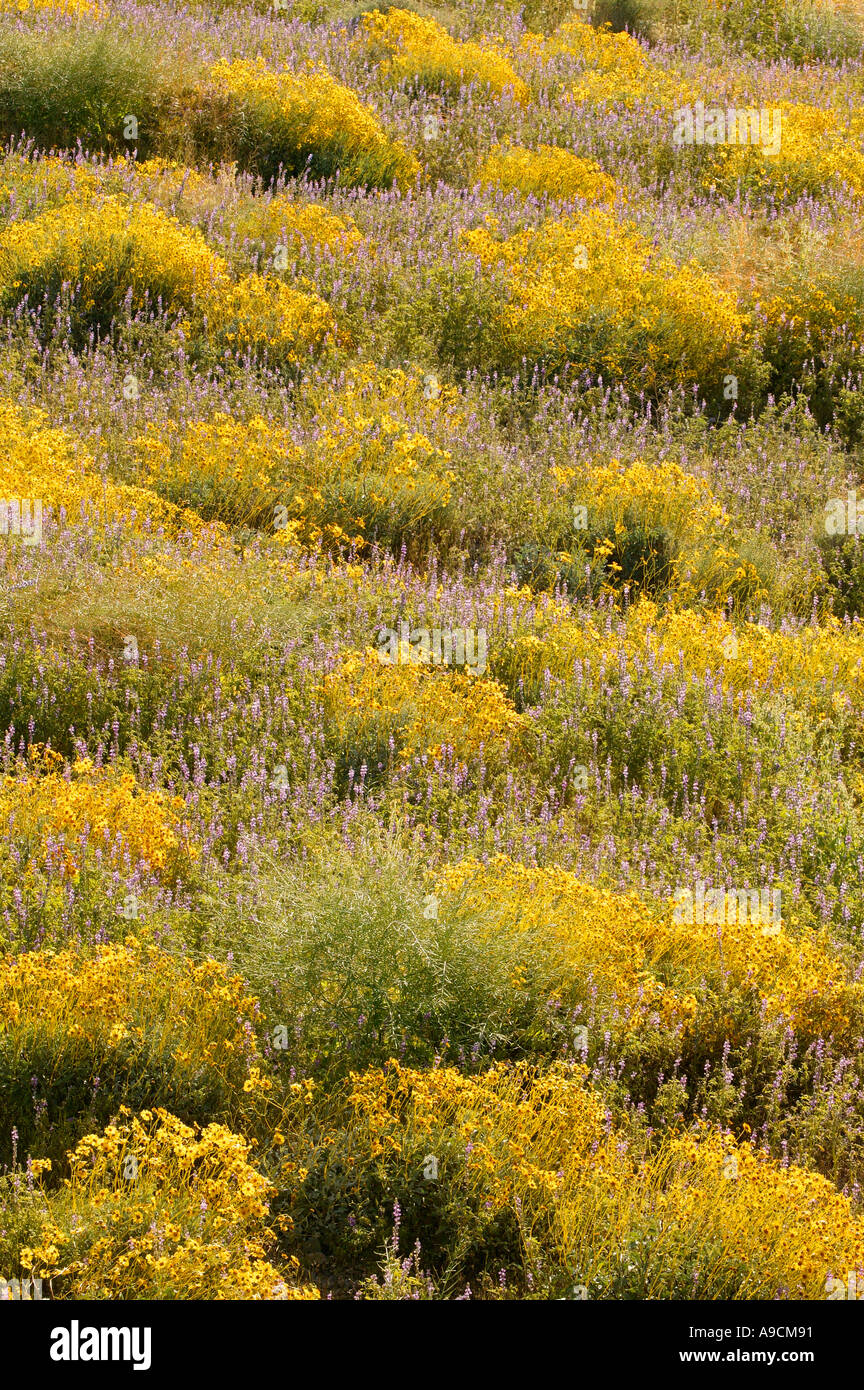 Wildflowers including Brittlebush Encelia farinosa Lake Mead Recreation