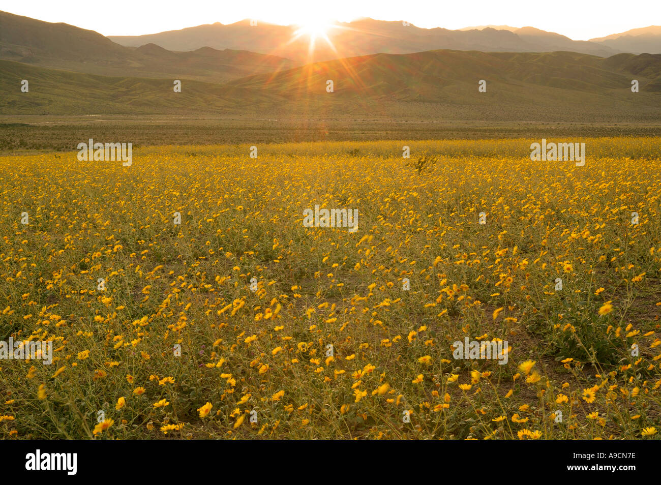 Fields of hairy desert sunflower in often called desert gold near