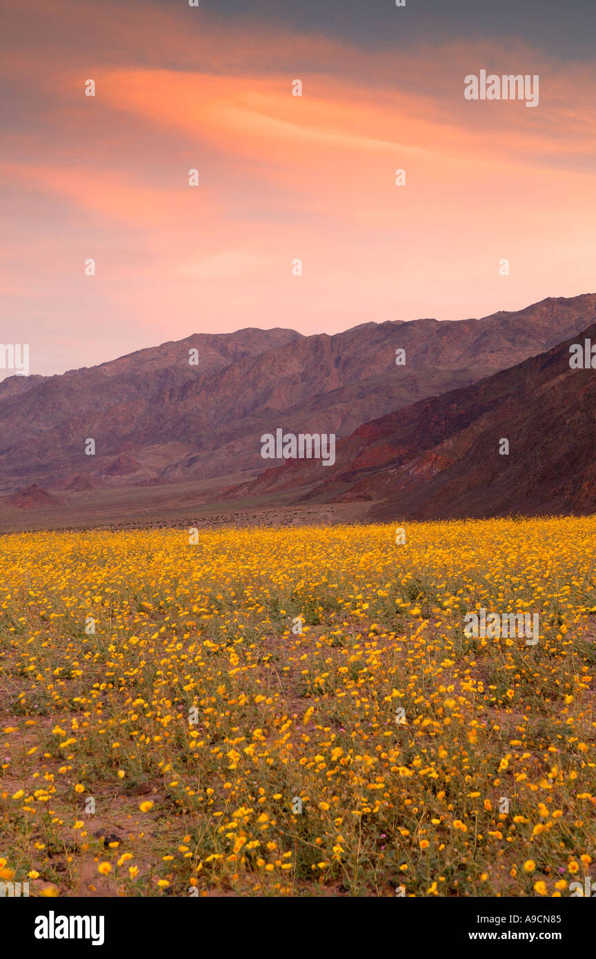 Fields of hairy desert sunflower in often called desert gold near