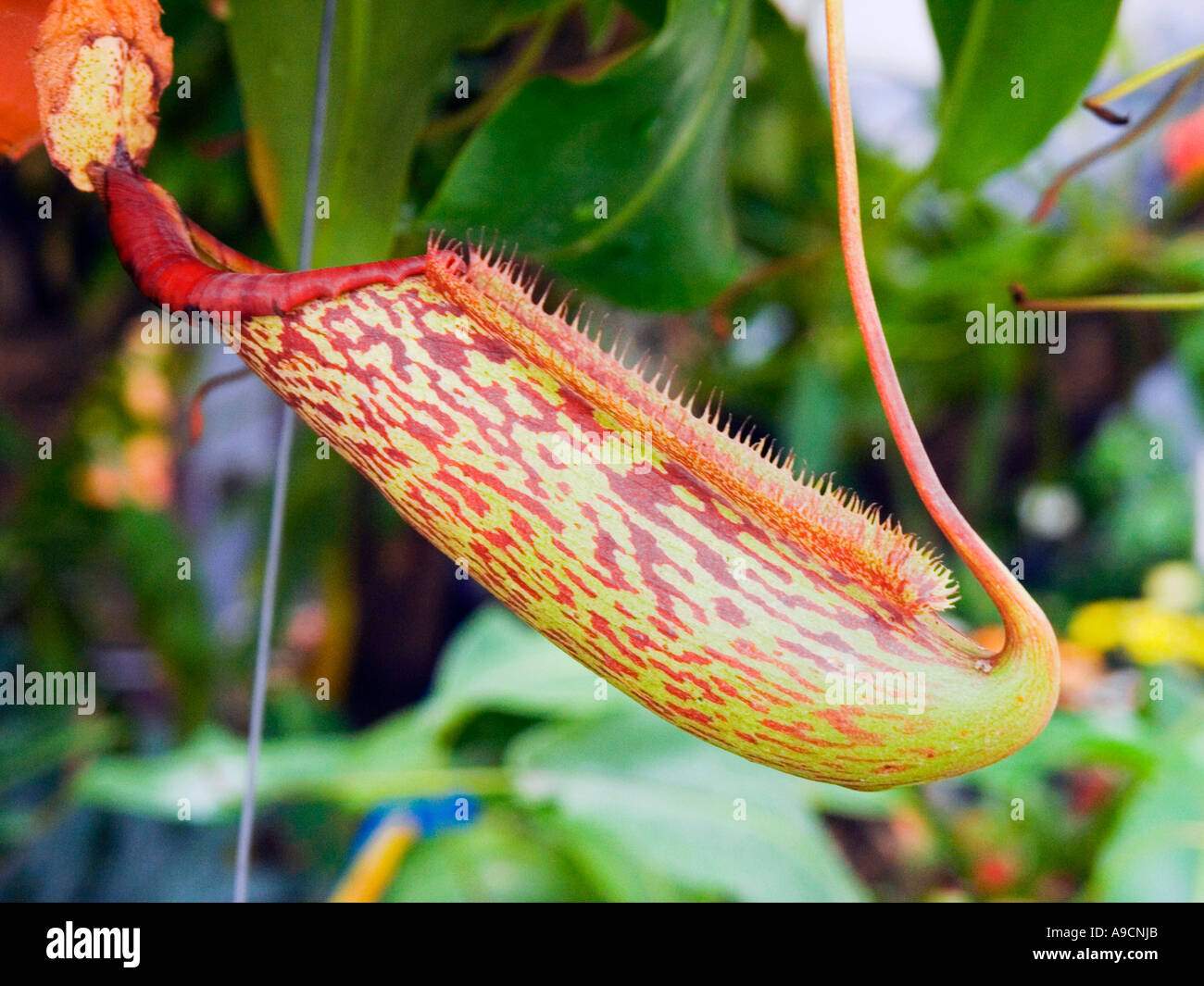 Nepenthes Gentle nepenthes-gentle