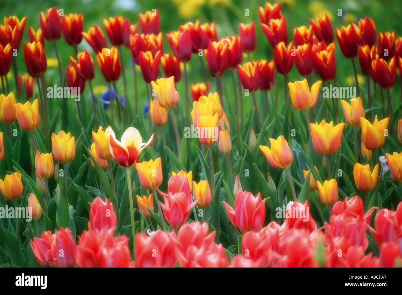 Tulips (Tulipa gesneriana) Stock Photo
