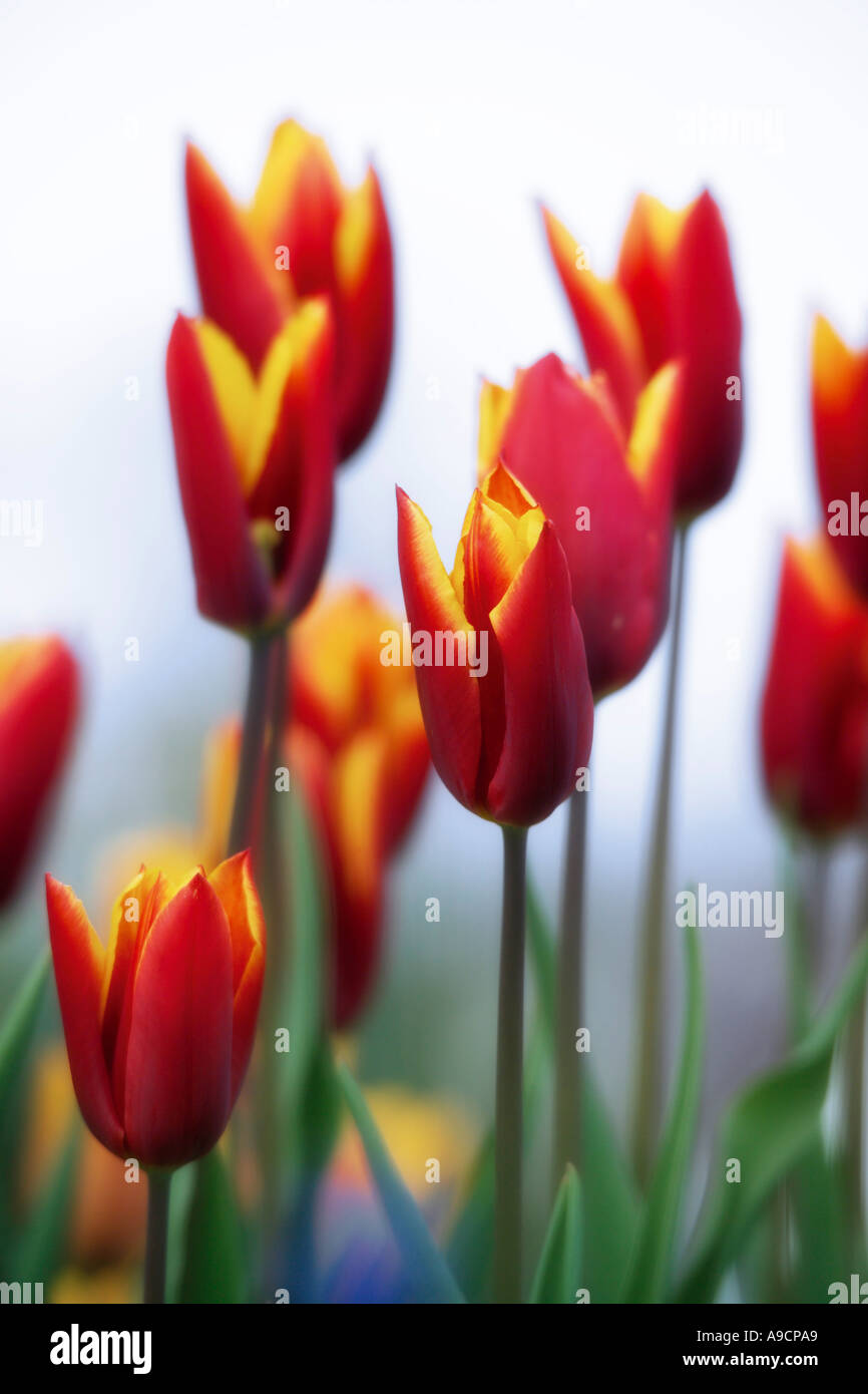 Tulips (Tulipa gesneriana) Stock Photo