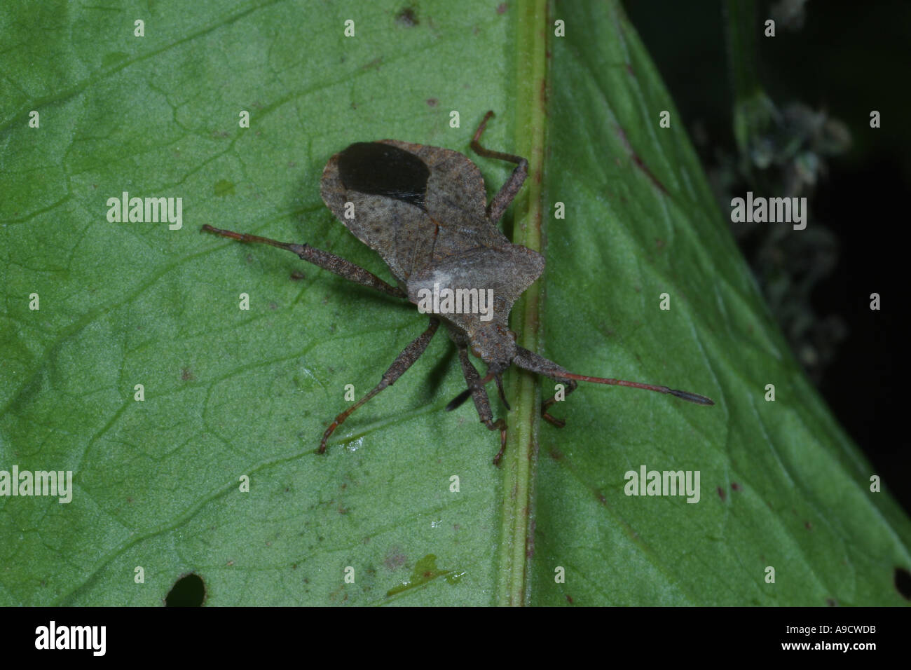 Squash beetle hires stock photography and images Alamy