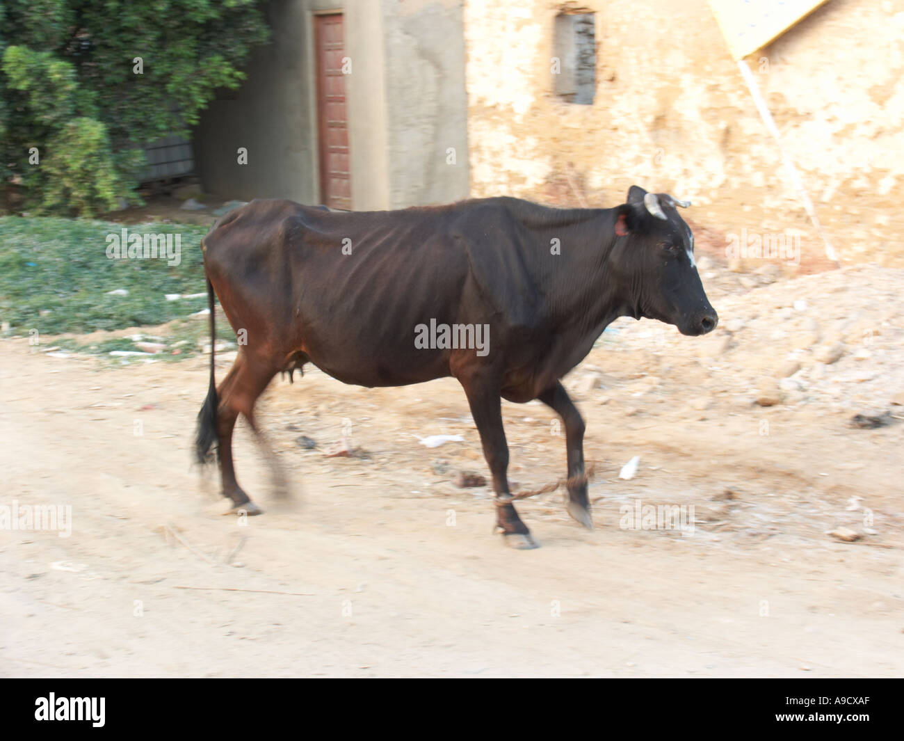 Hobbled cow in the streets of old Egytian town of Bawiti Bahariya Stock Photo