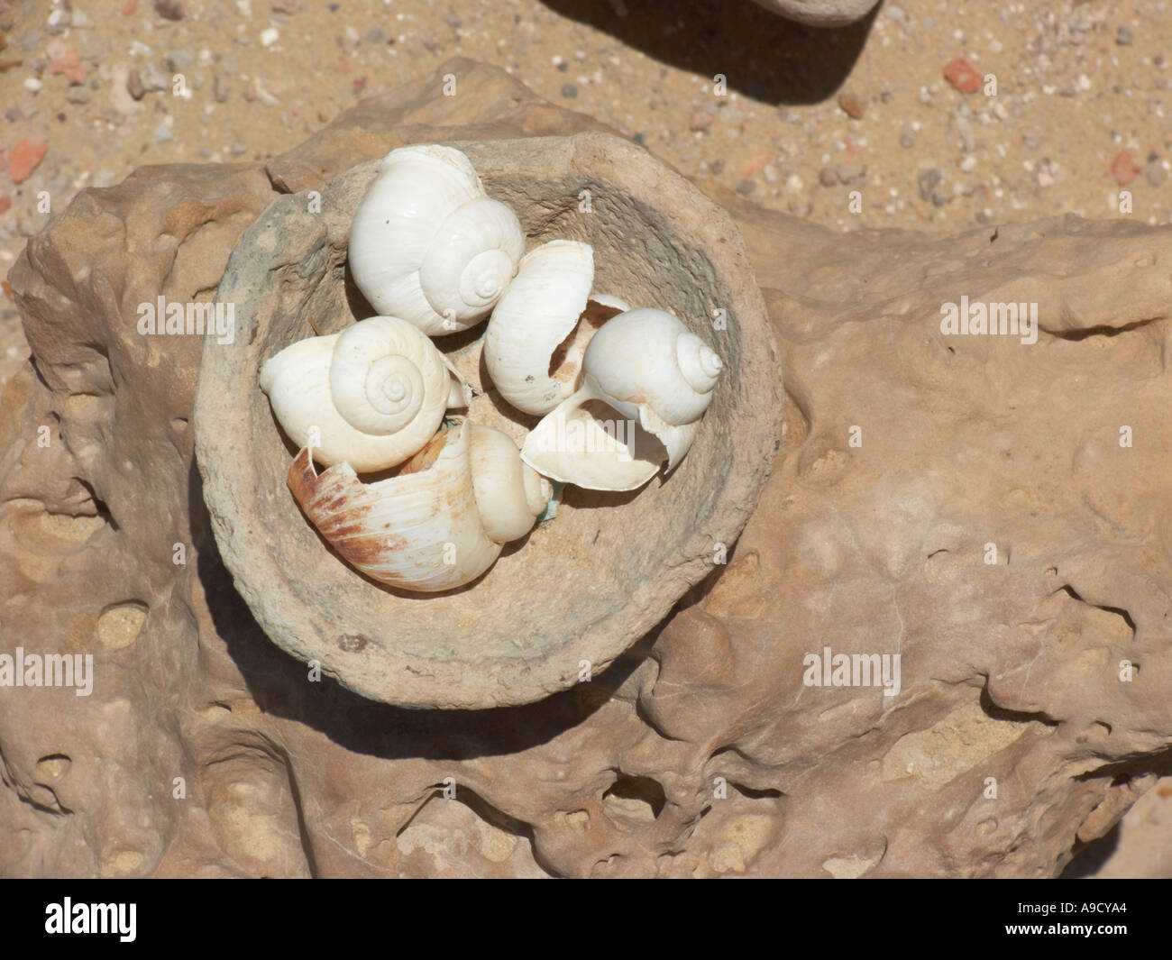 Desert seashells hi-res stock photography and images - Alamy