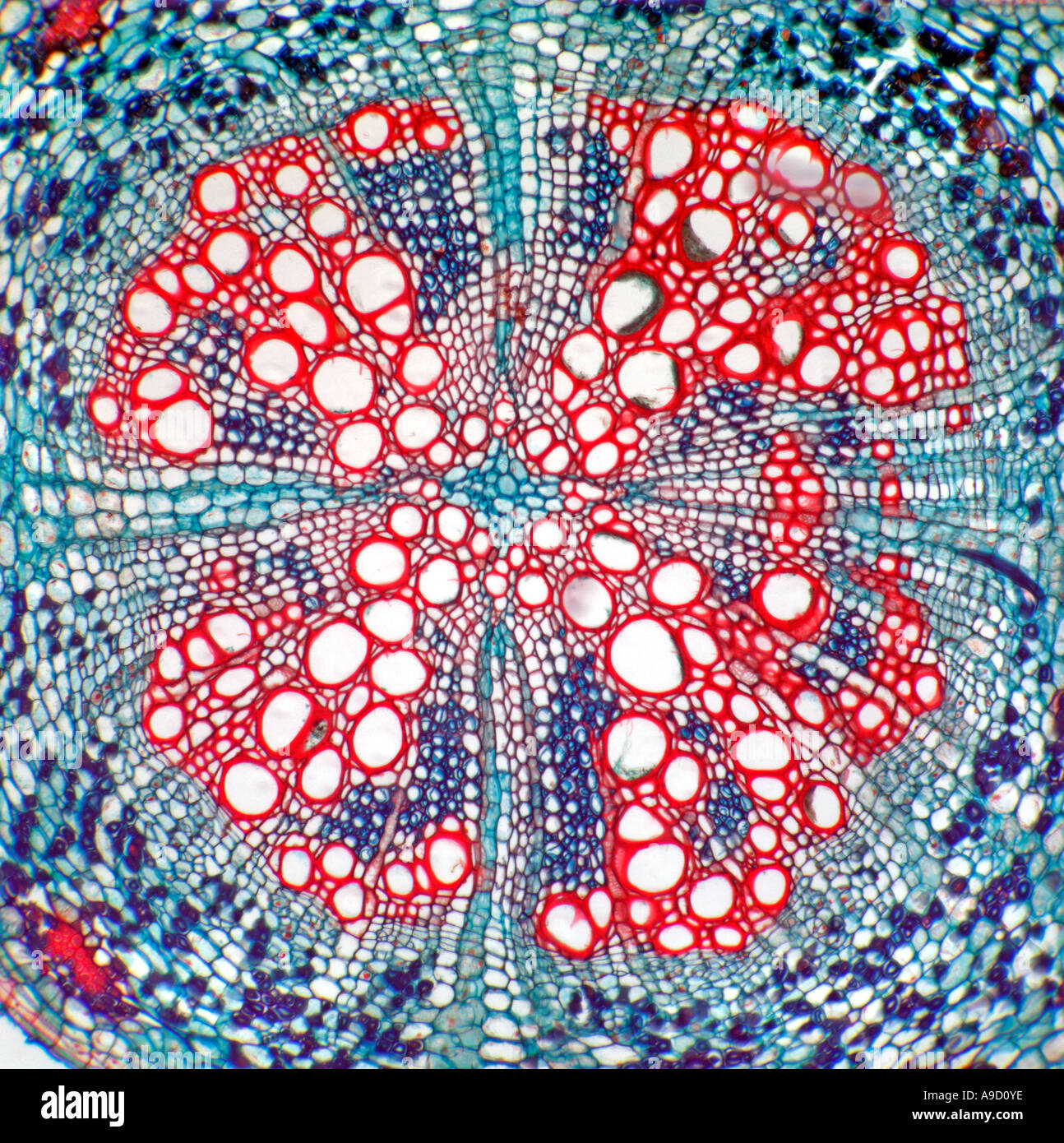 Ground nut Arachis hypogaea root TS brightfield photomicrograph Stock Photo