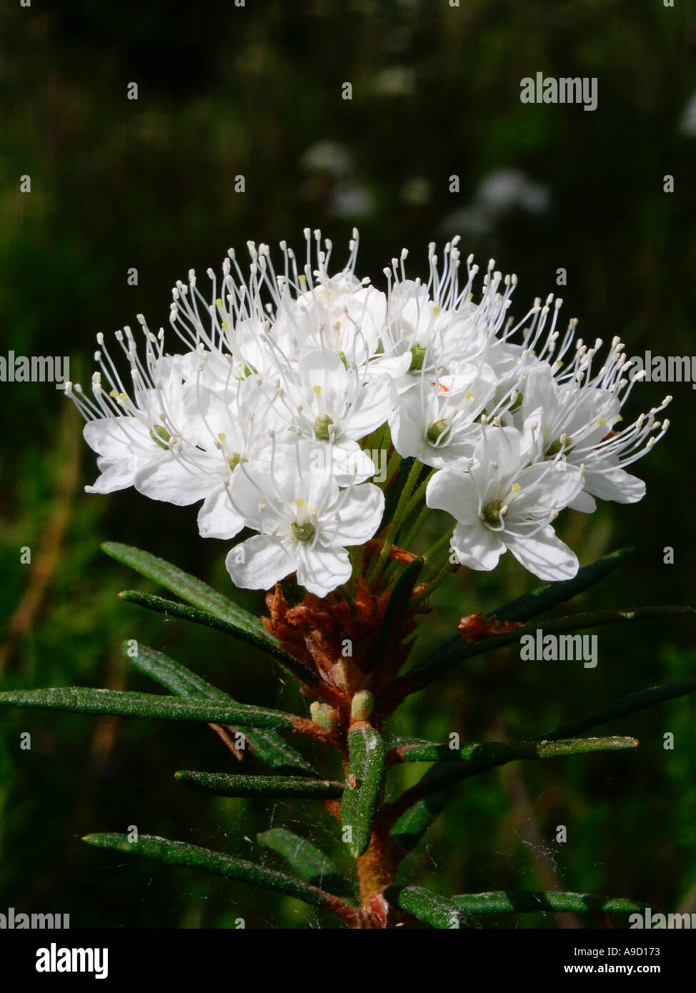 Labrador marsh tea Rhododendron tomentosum Stock Photo