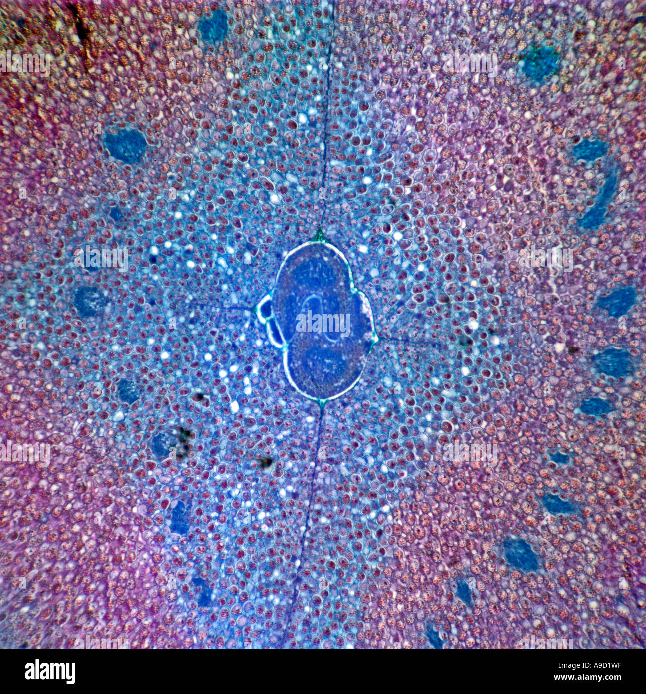 Nasturtium fruit section photomicrograph Stock Photo