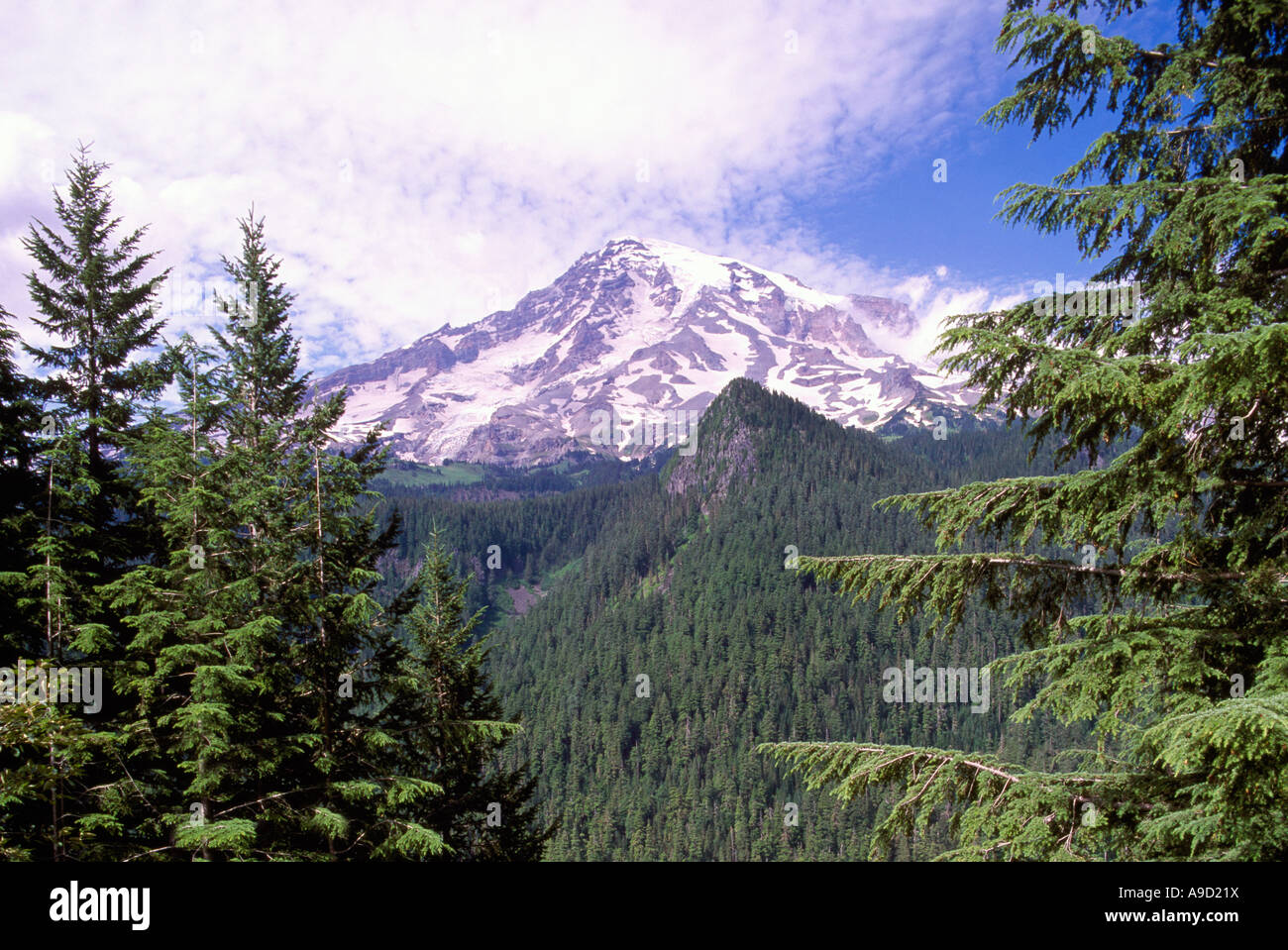 Mount Rainier National Park, Washington State, USA Mt Rainier and Old