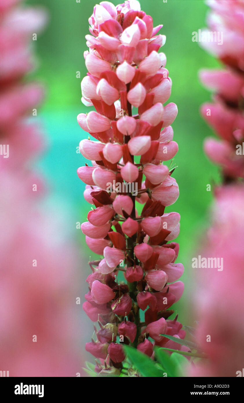 Strong Color Flower Strong pink flower hi-res stock photography and images - Alamy
