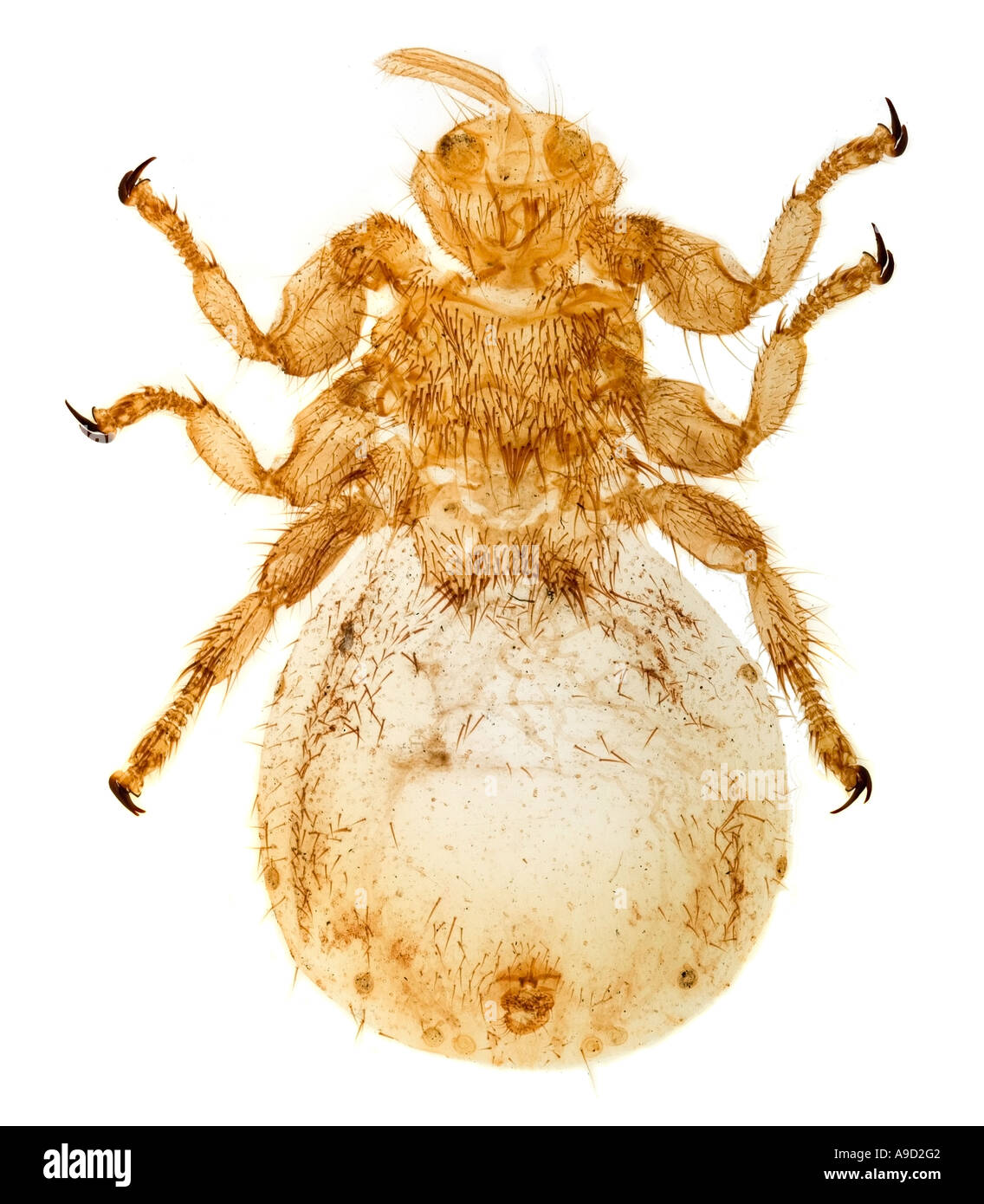 Sheep ked Melophagus ovinus Stock Photo 7044737 Alamy